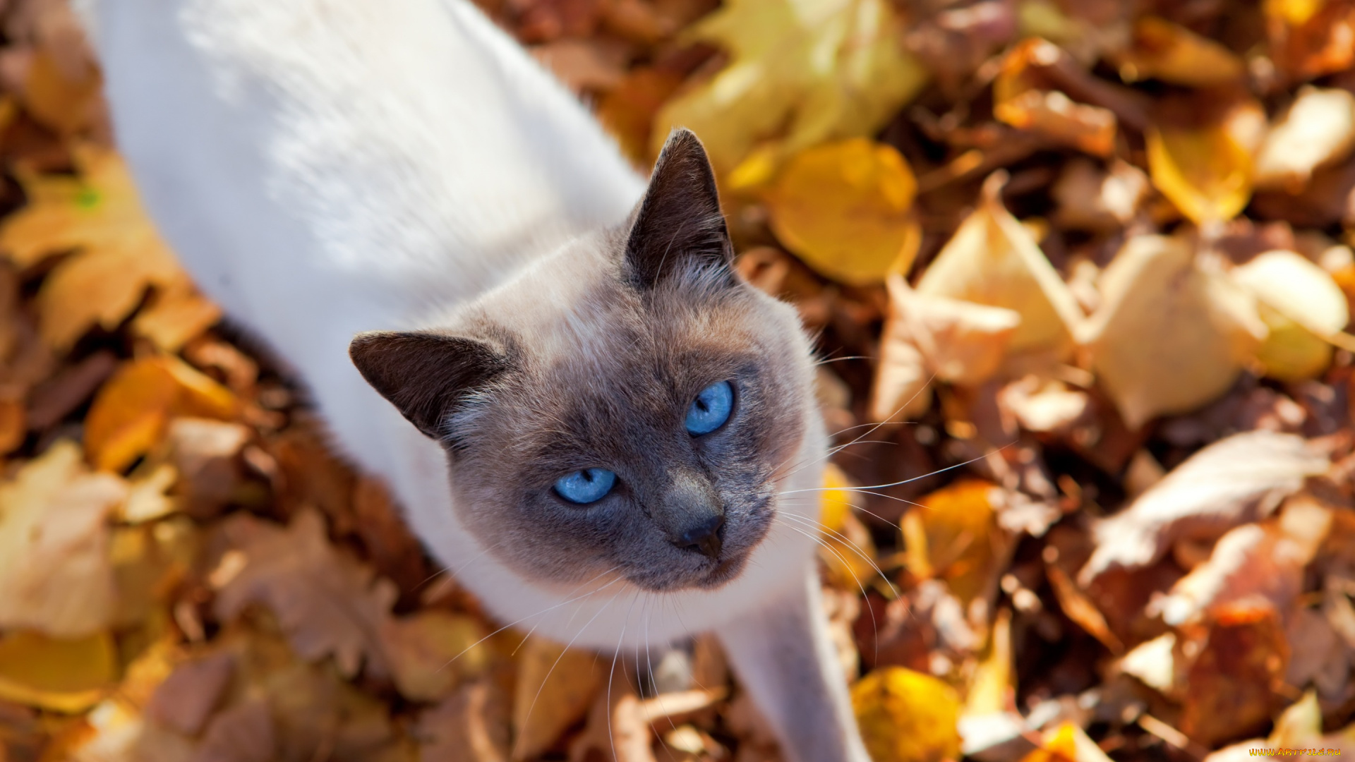 животные, коты, взгляд, животное, осень, листья, кот, природа, котик