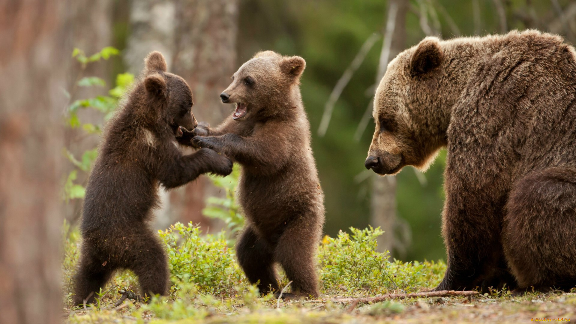 животные, медведи, игра, медвежата, медведица