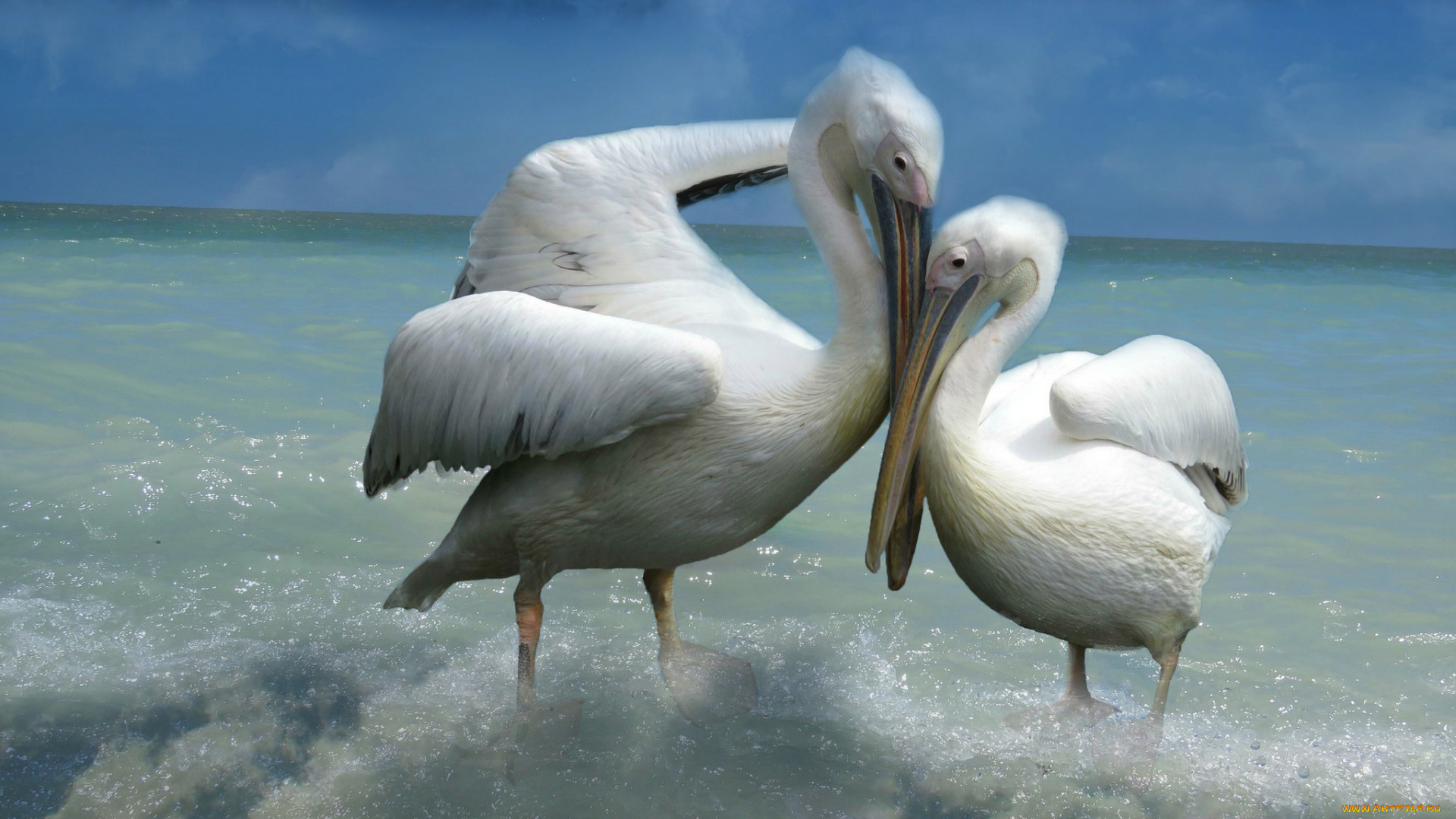животные, пеликаны, поза, двое, птицы, ласка, две, прибой, море, небо, фон, любовь, влюбленные, белые, пара