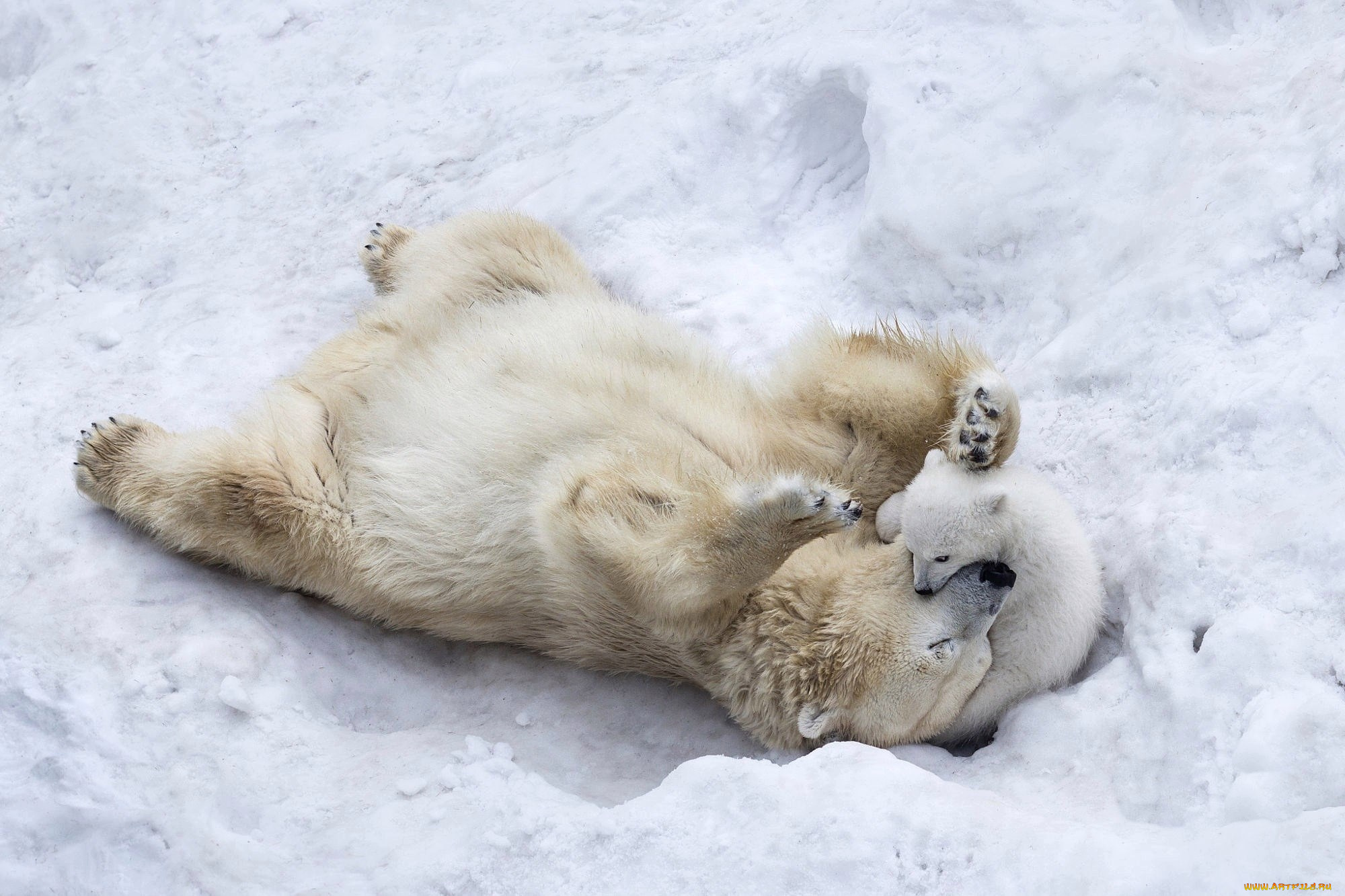 животные, медведи, winter, puppy, mother, playing, son, wildlife, animals, paws, nature, ice, fur, polar, bears, snow, wild