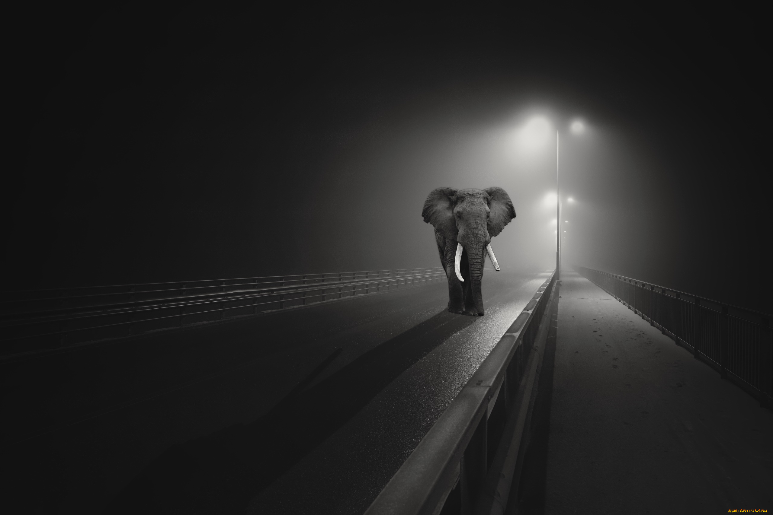 животные, слоны, мост, ночь, город, слон