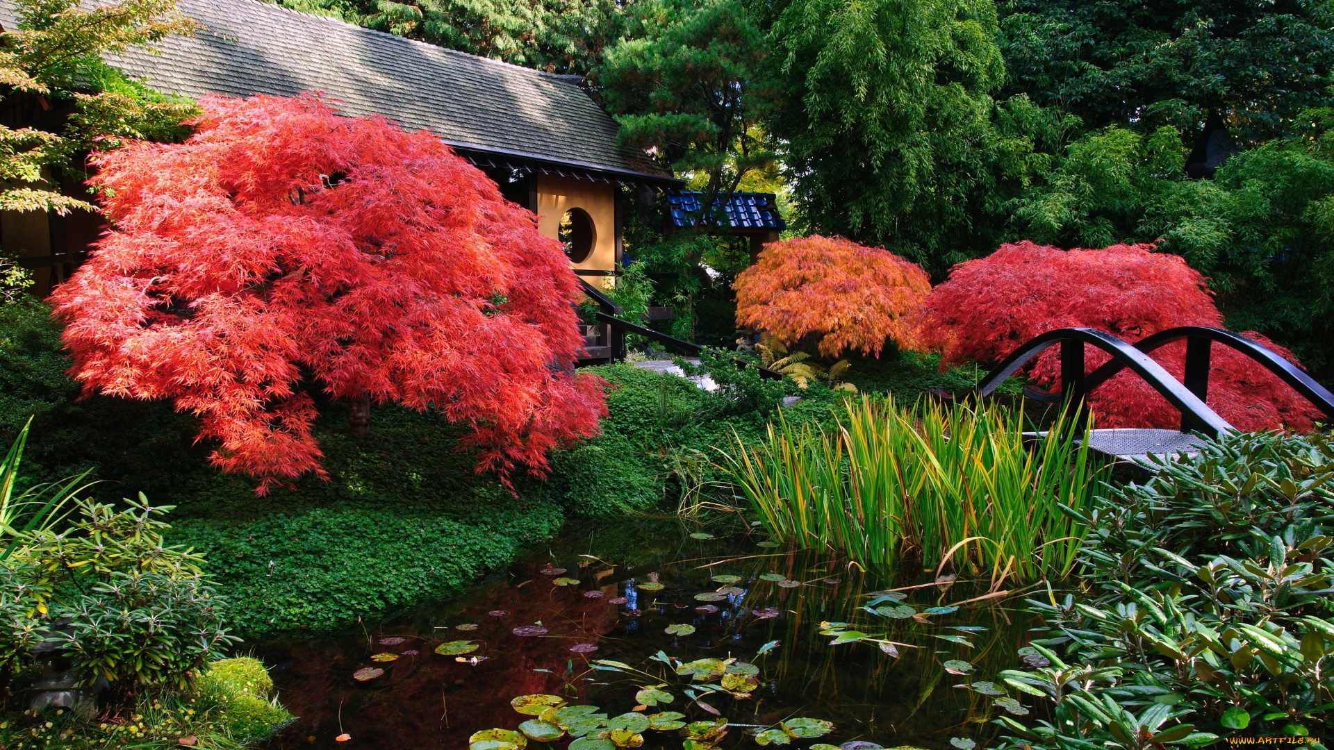 Японский, сад, ванкувер, канада, природа, парк, клен, пруд, мост, кувшинки, деревья