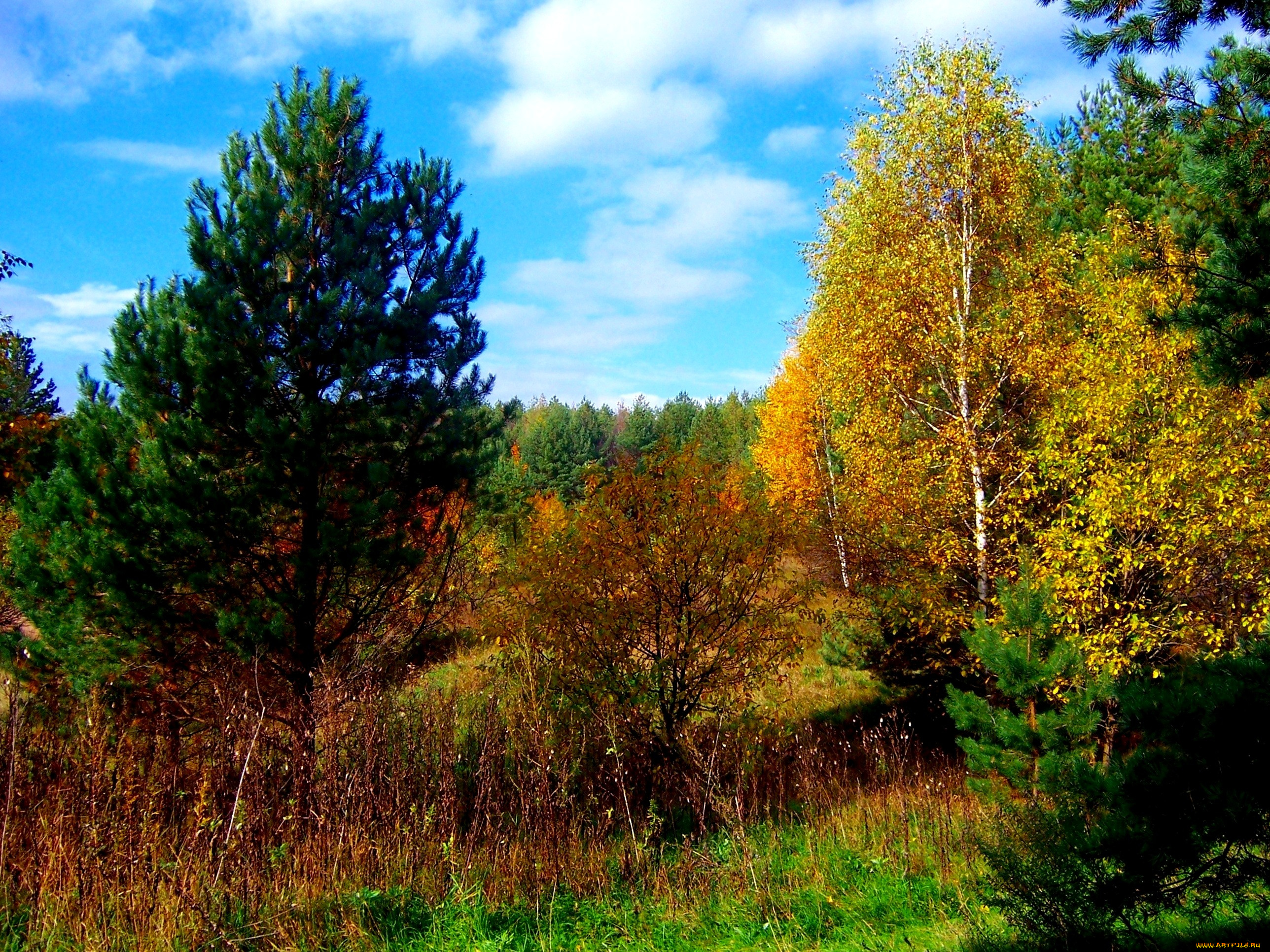 ярко, природа, лес, осень, солнечно, тепло