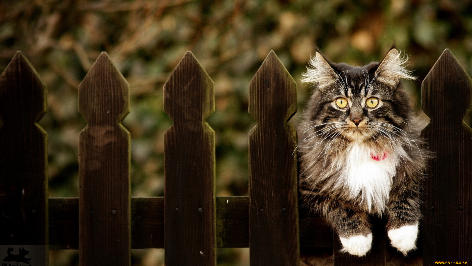 животные, коты, кошка, забор
