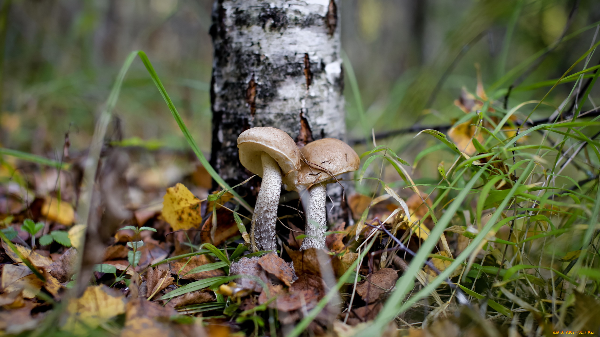 природа, грибы, подберёзовик, лес, осень