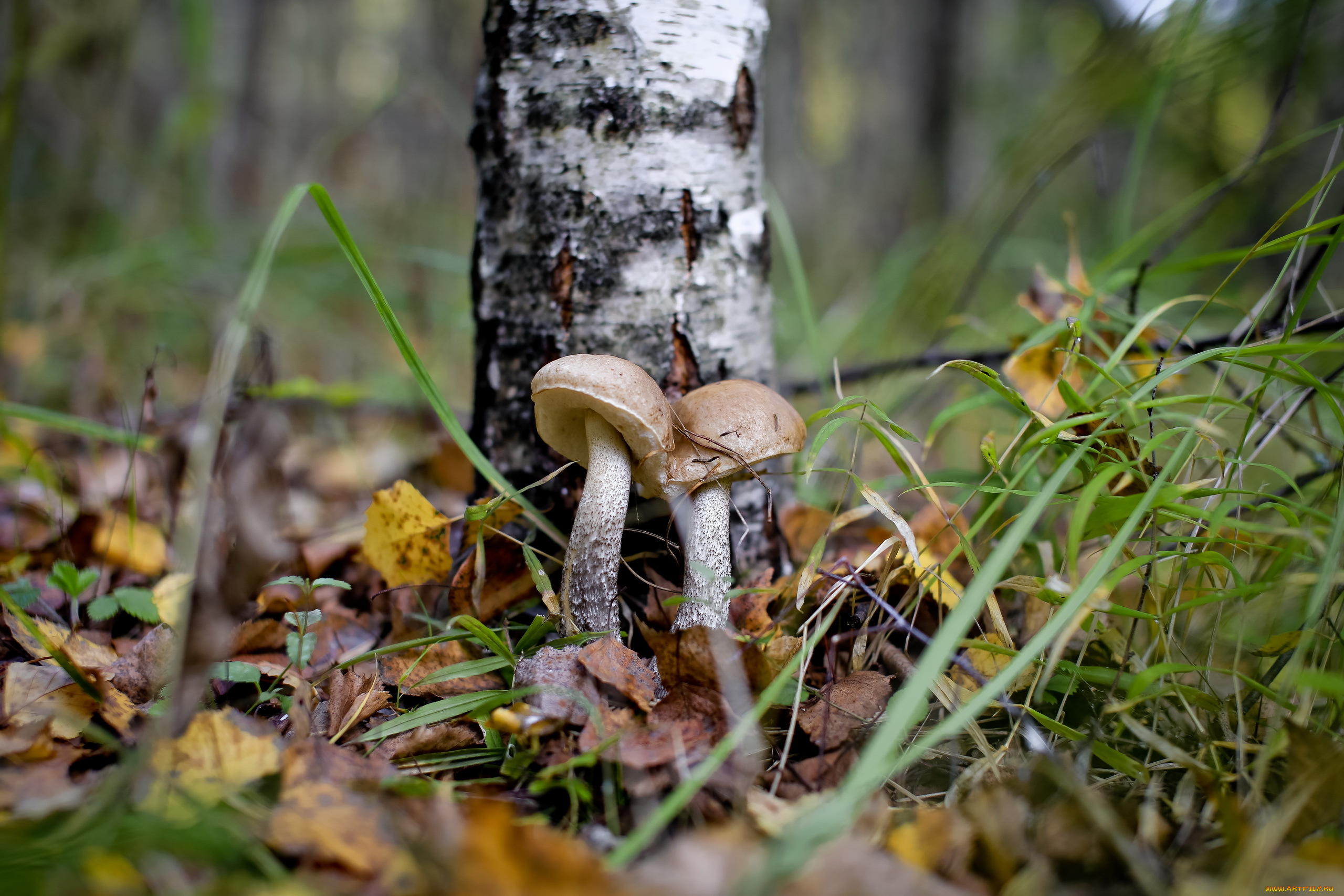 природа, грибы, подберёзовик, лес, осень