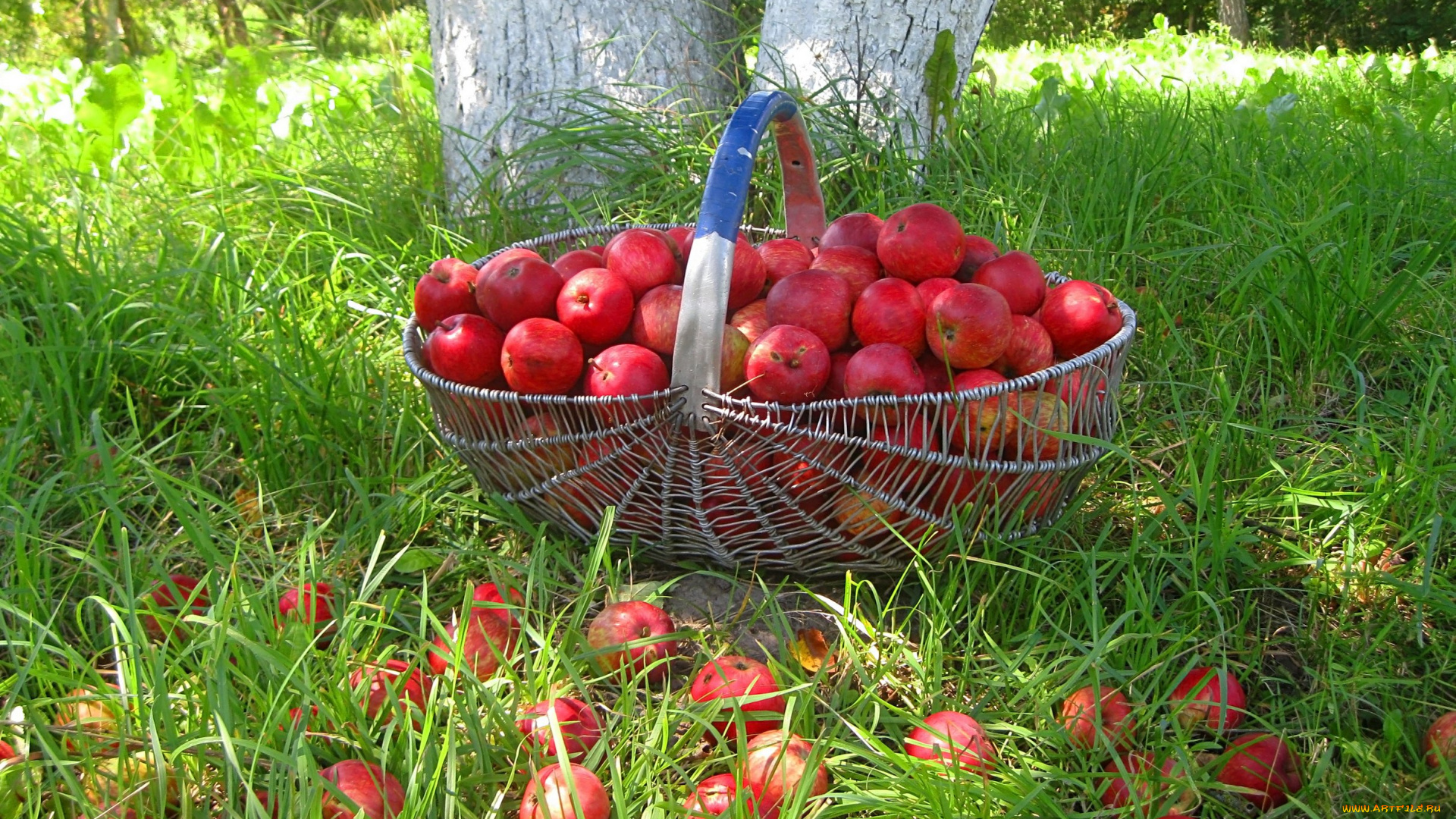 еда, Яблоки, лето, яблоки, урожай, фрукты