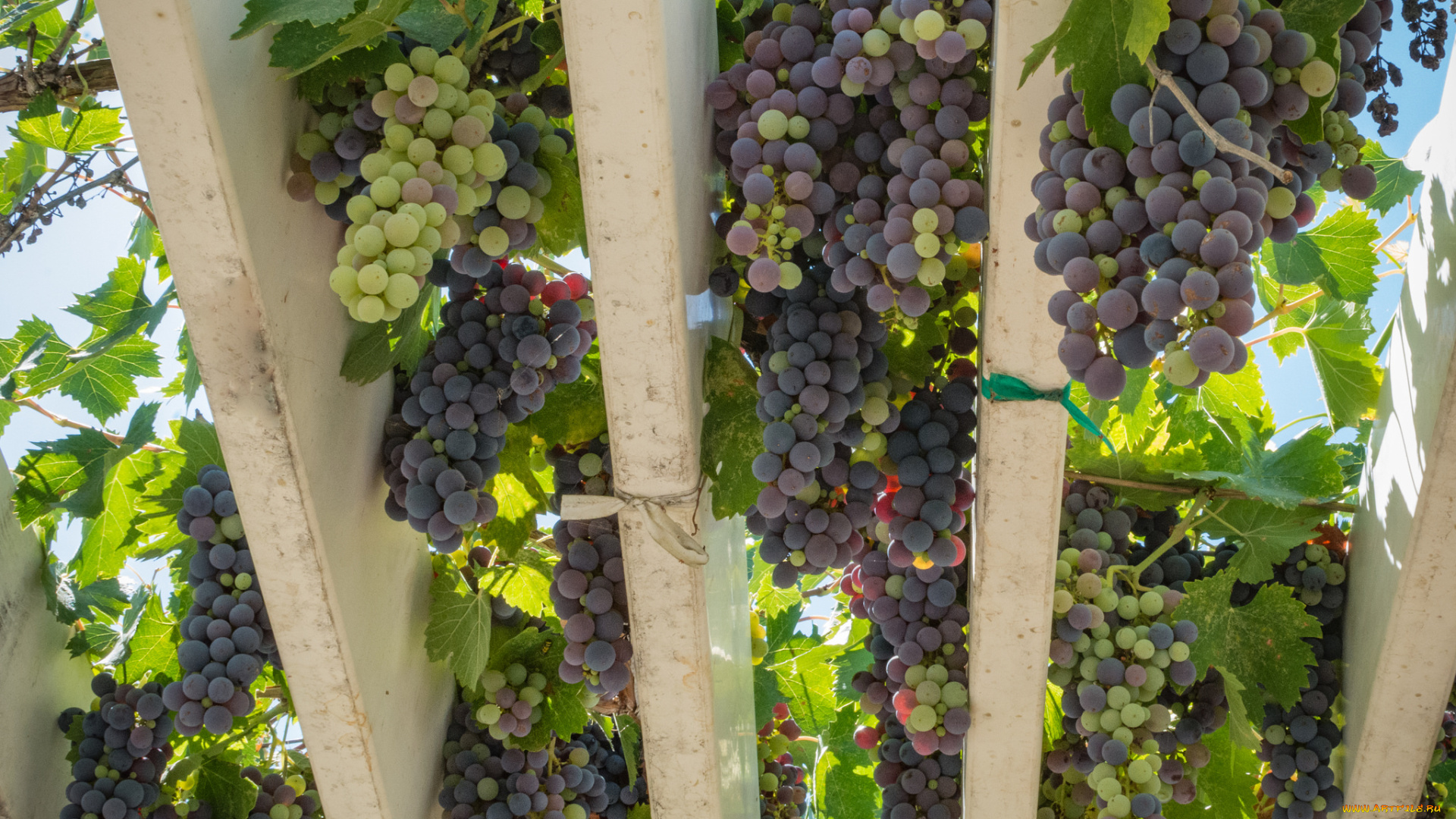 природа, Ягоды, , виноград, grapes, leaves, виноградник, листва, грозди, виноград, the, vineyard