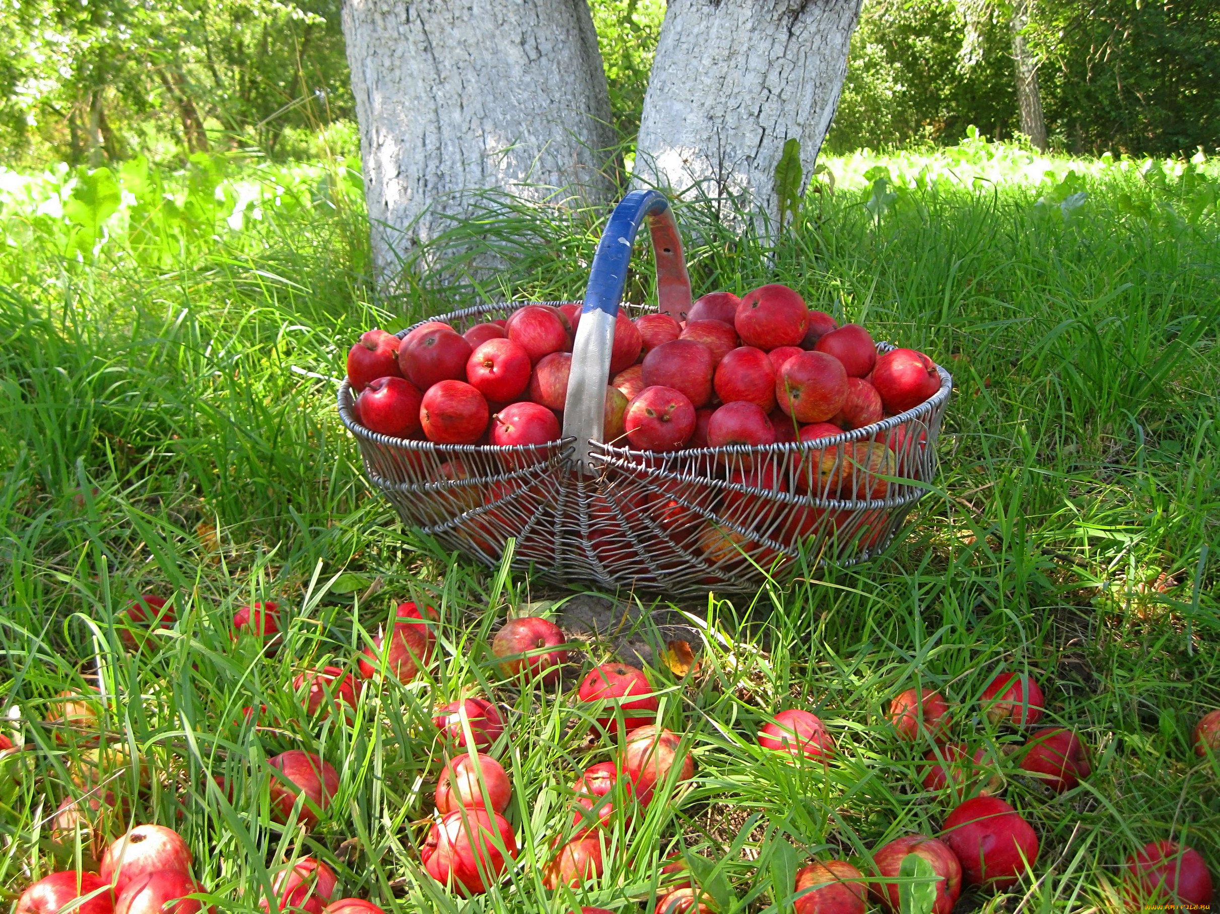 еда, Яблоки, лето, яблоки, урожай, фрукты