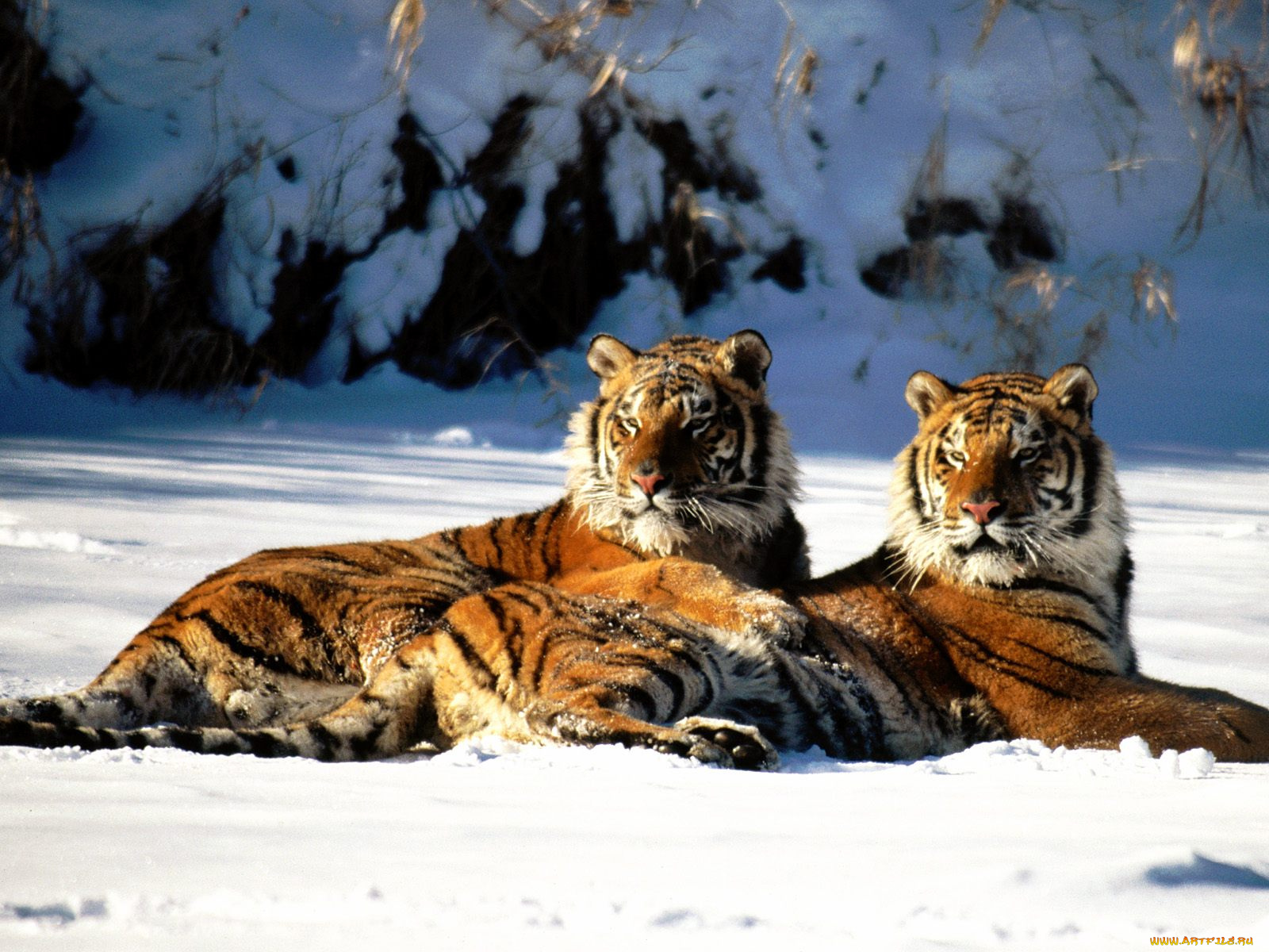 lounging, siberian, tiger, pair, животные, тигры