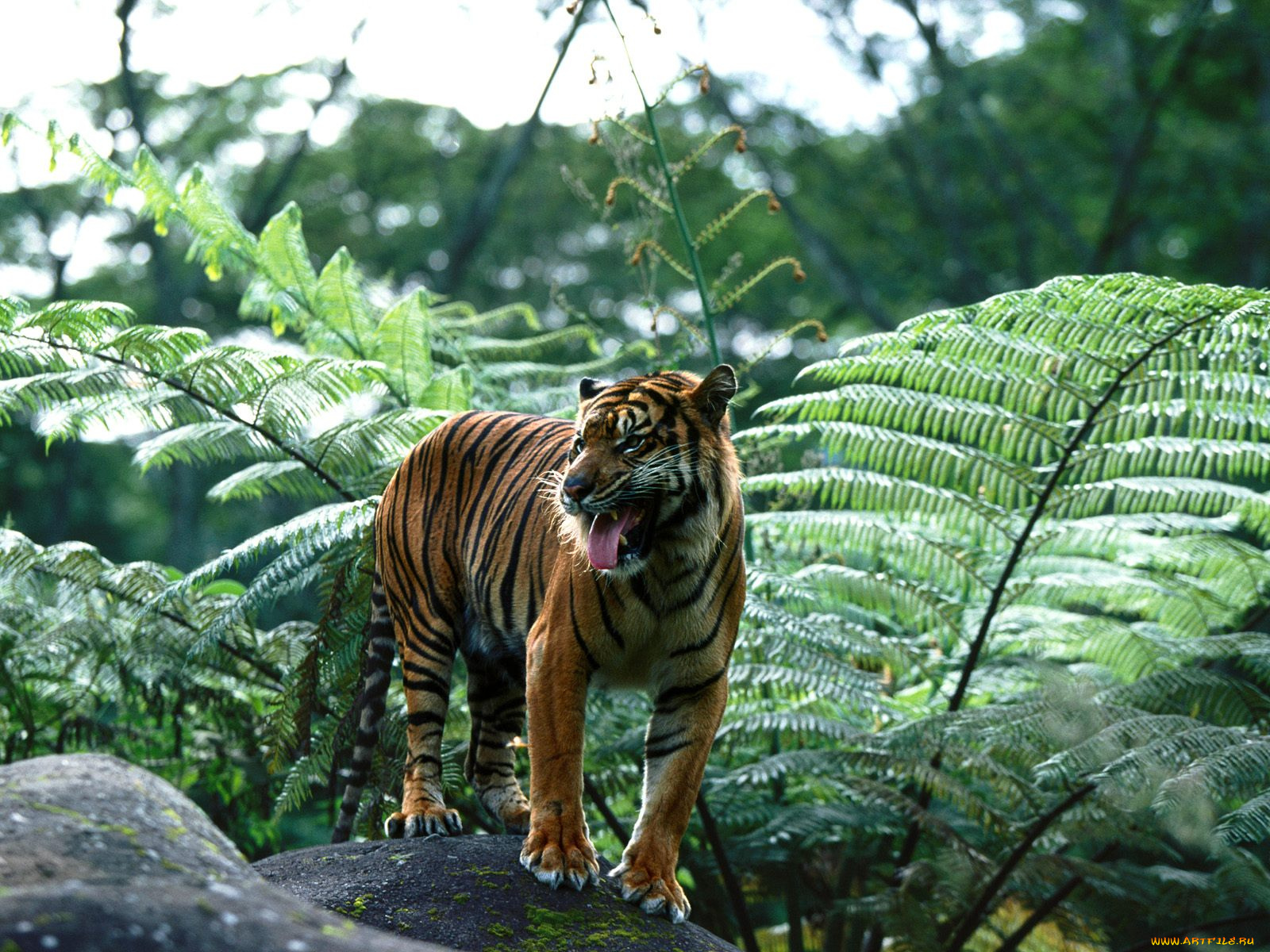 master, of, his, domain, sumatran, tiger, животные, тигры