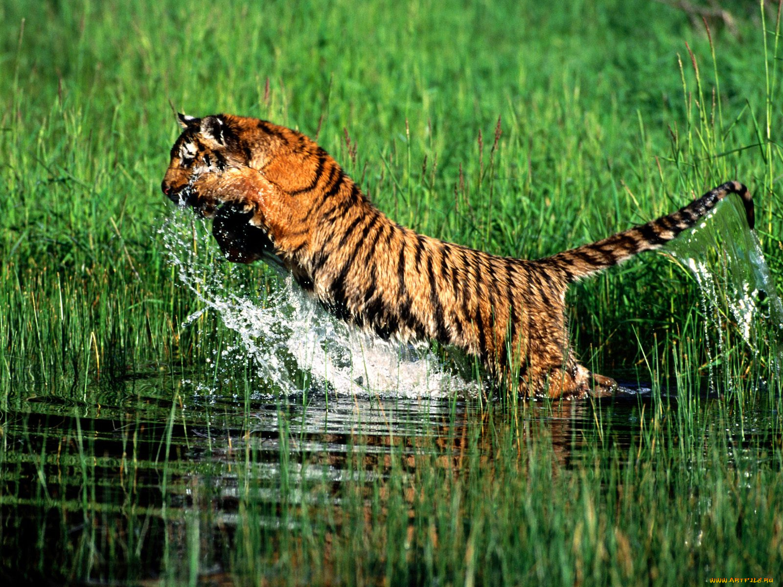 splash, bengal, tiger, животные, тигры
