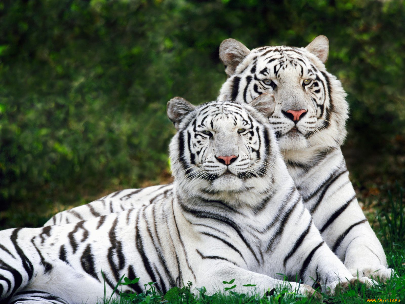 white, phase, bengal, tigers, животные, тигры