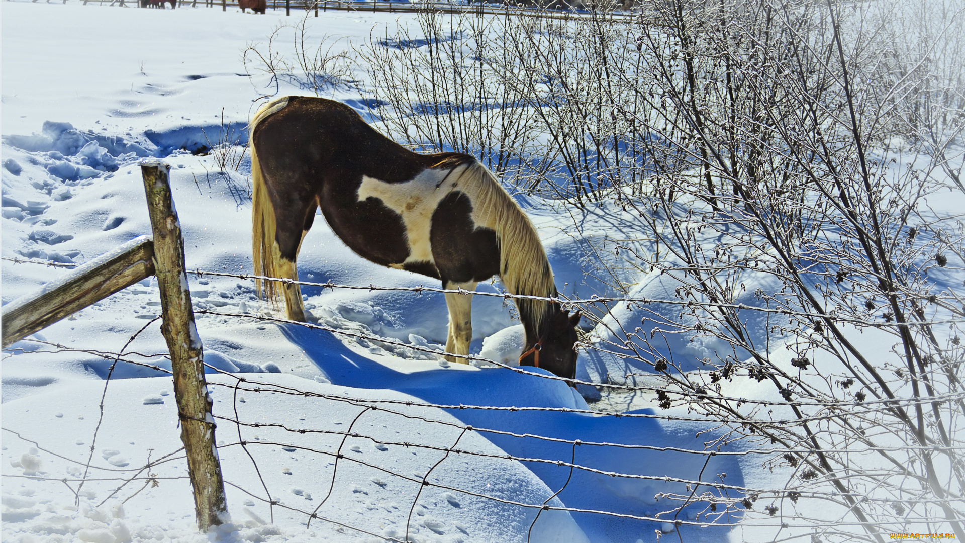 животные, лошади, снег, лошадь