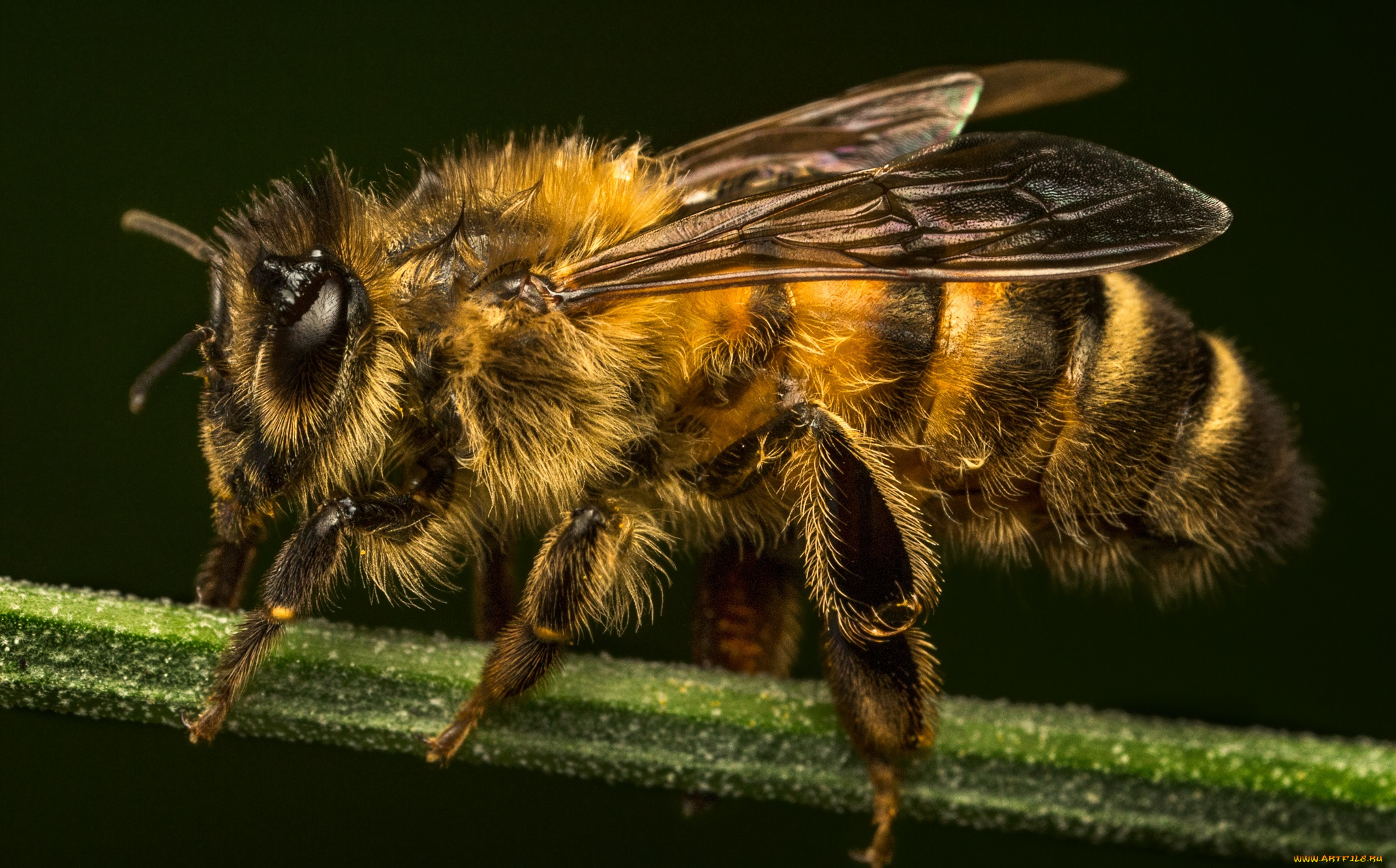 животные, пчелы, , осы, , шмели, насекомое, макро, пчела