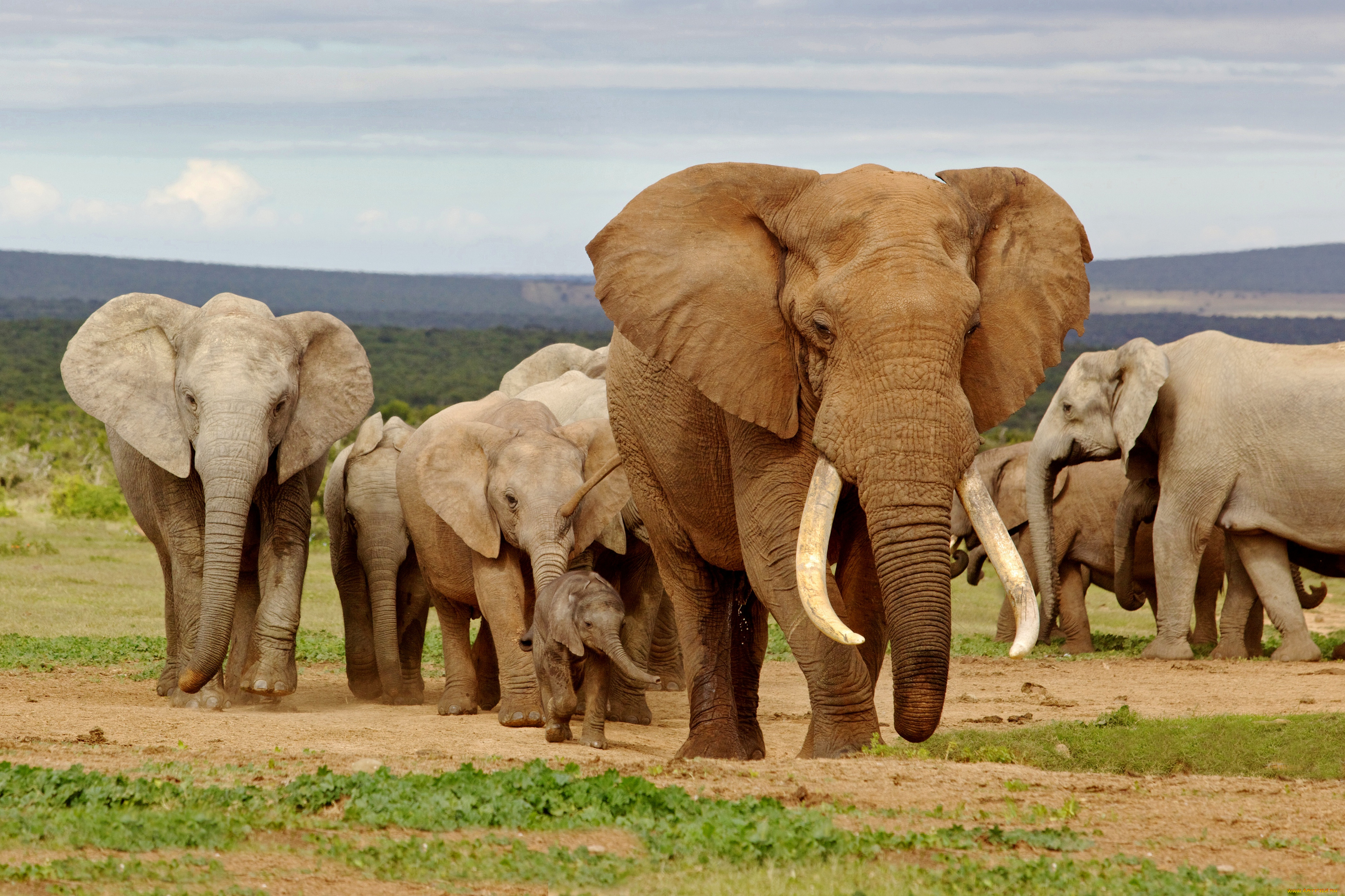 животные, слоны, elephants, африка, africa