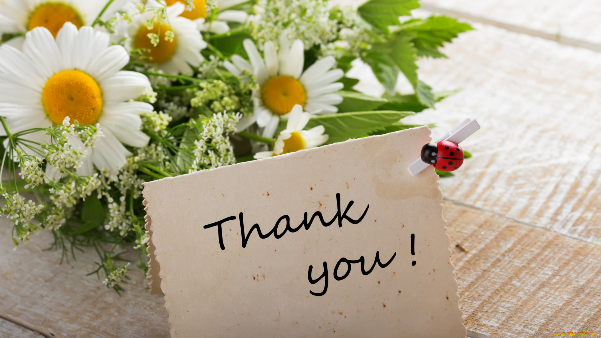 цветы, букеты, , композиции, thank, you, flowers, ромашки, букет