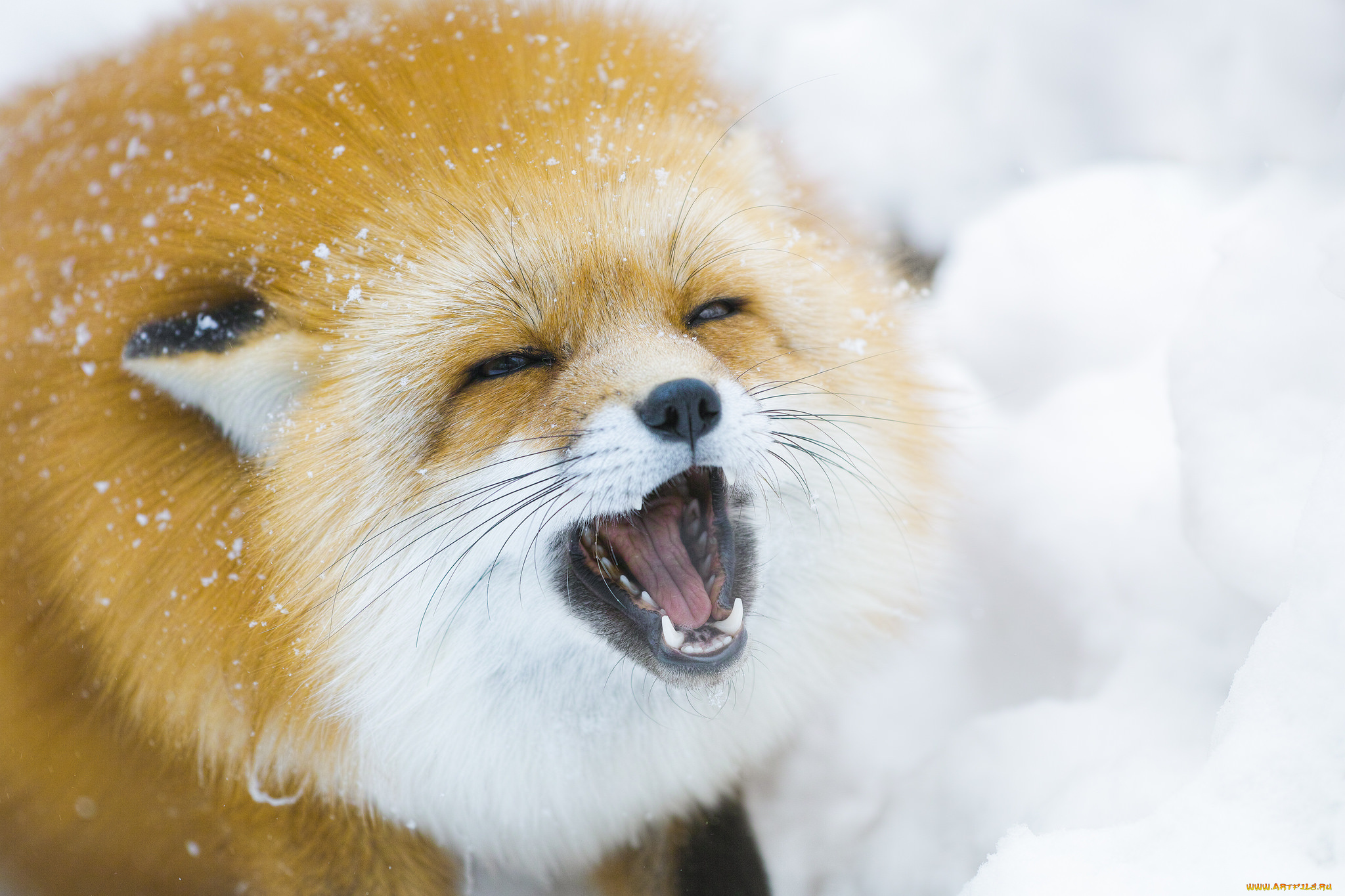 животные, лисы, лиса, зима