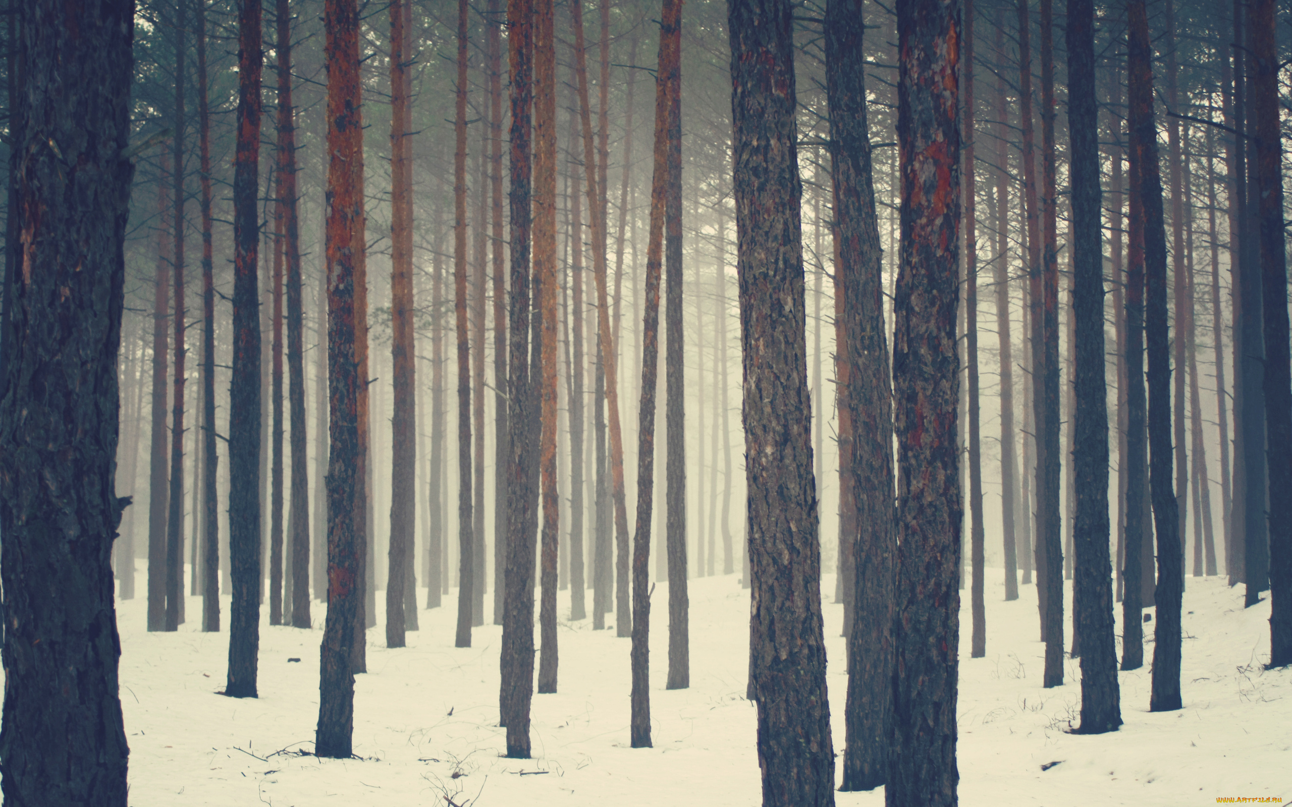 природа, лес, снег, зима
