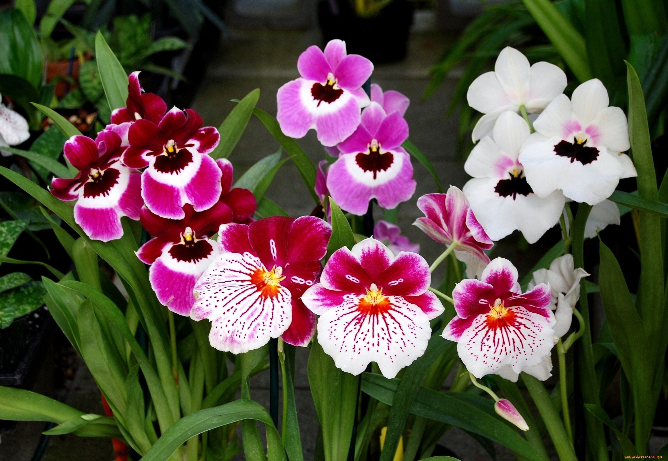 цветы, орхидеи, разноцветные, много, пестрые