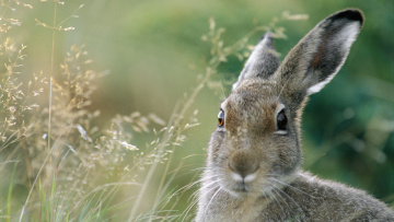 Картинка животные кролики зайцы русак