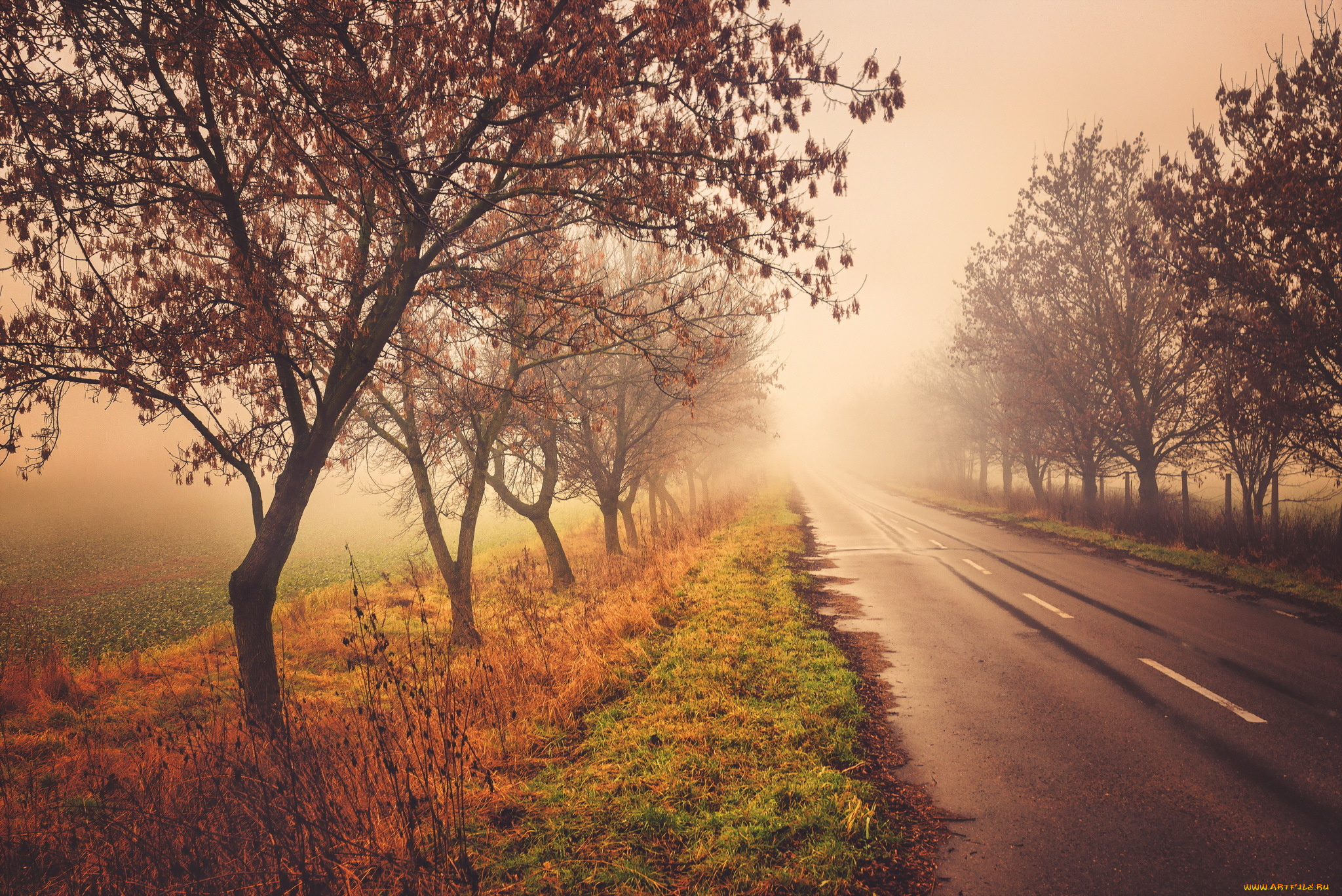 природа, дороги, туман, осень, деревья, дорога