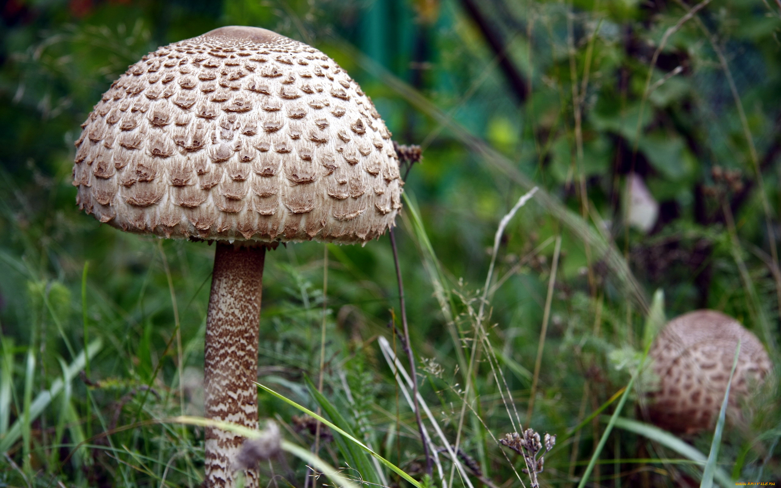 природа, грибы, трава, зонтик