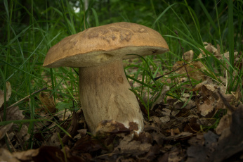 Картинка природа грибы грибочек