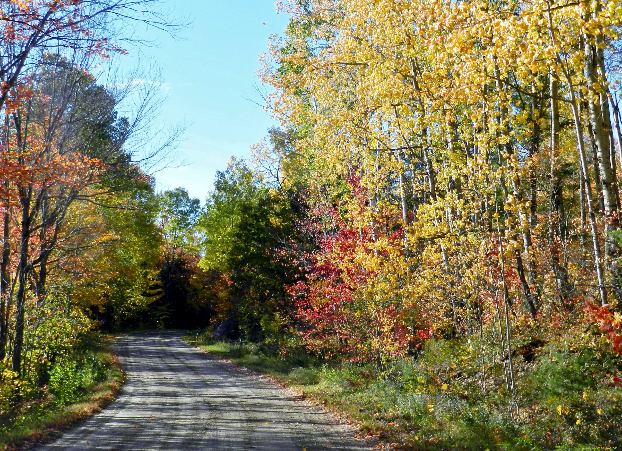 природа, дороги, осень, дорога, деревья, проселочная