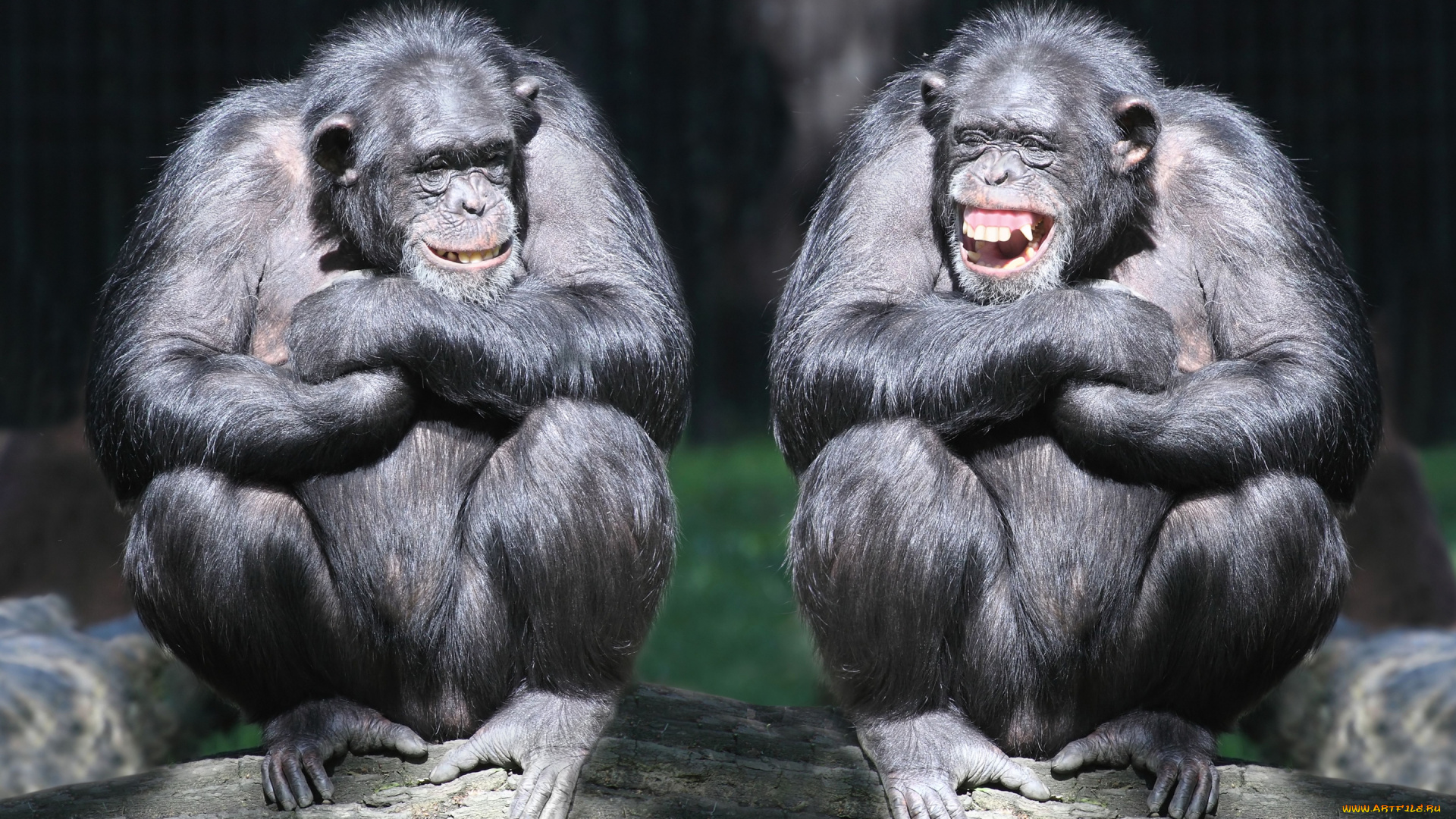 забавные, шимпанзе, животные, обезьяны, шимпанзе