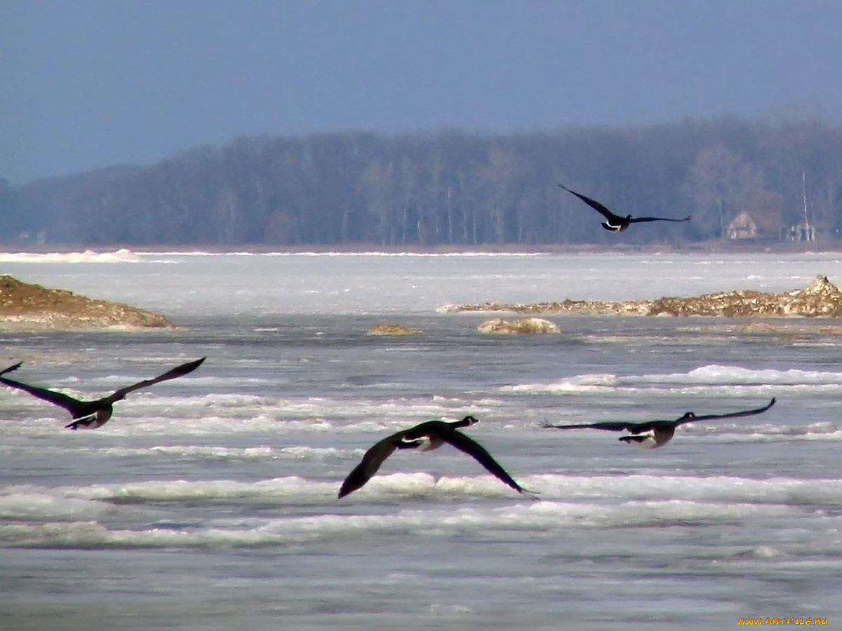 canadian, geese, in, flight, животные, гуси
