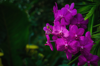 Картинка цветы орхидеи ветка экзотика лиловый
