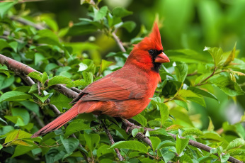 Картинка животные кардиналы хохолок красный