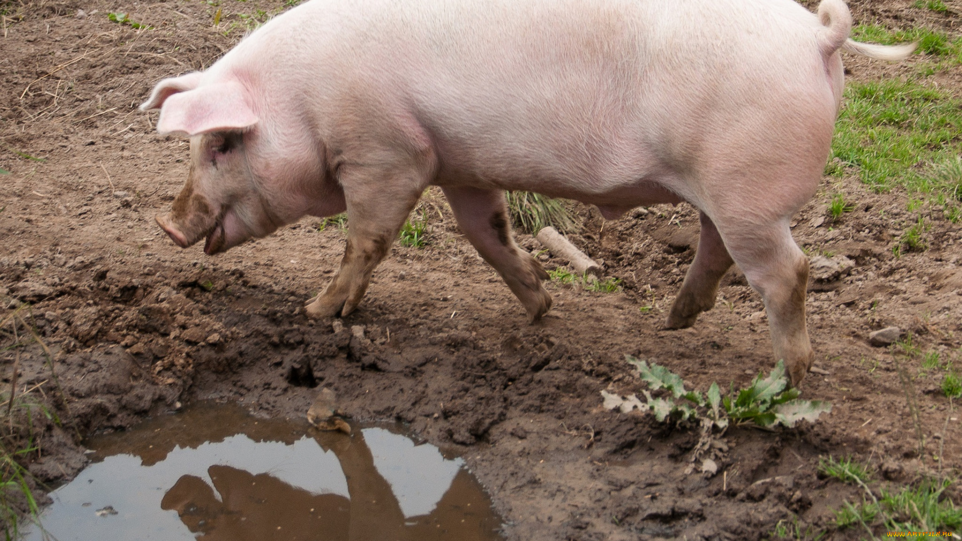 животные, свиньи, , кабаны, лужа, бежит, трава, грязь, свинья, свинка, отражение