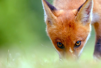 Картинка животные лисы взгляд лисенок лис смотрит глаза
