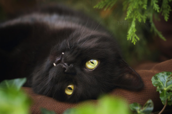 Картинка животные коты кот чёрный подушка растения взгляд мордочка