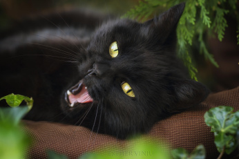 Картинка животные коты кот чёрный подушка растения зевок взгляд мордочка