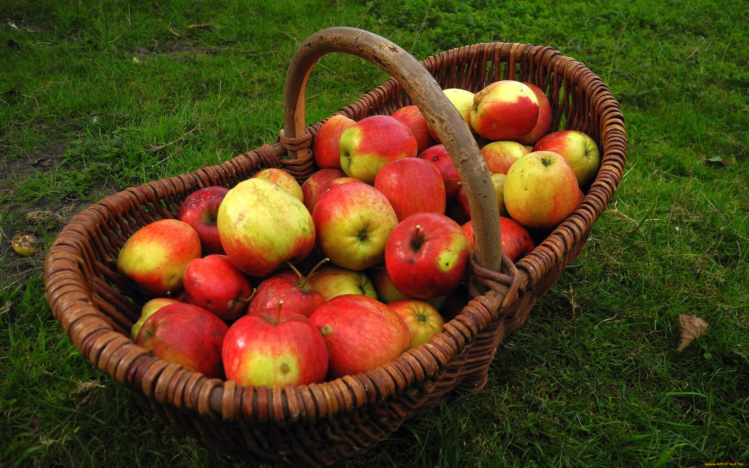 еда, Яблоки, урожай, осень, корзина, яблоки