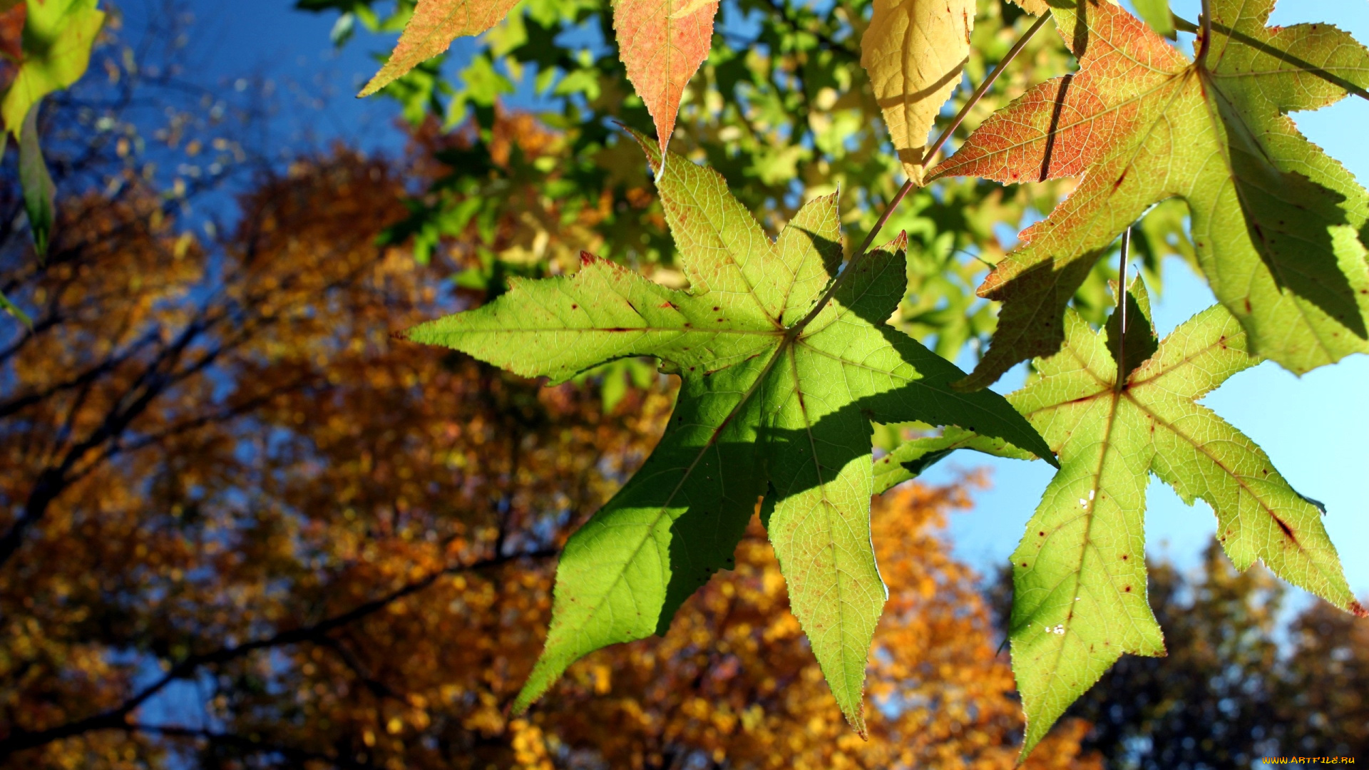 природа, листья, деревья, ветки, осень