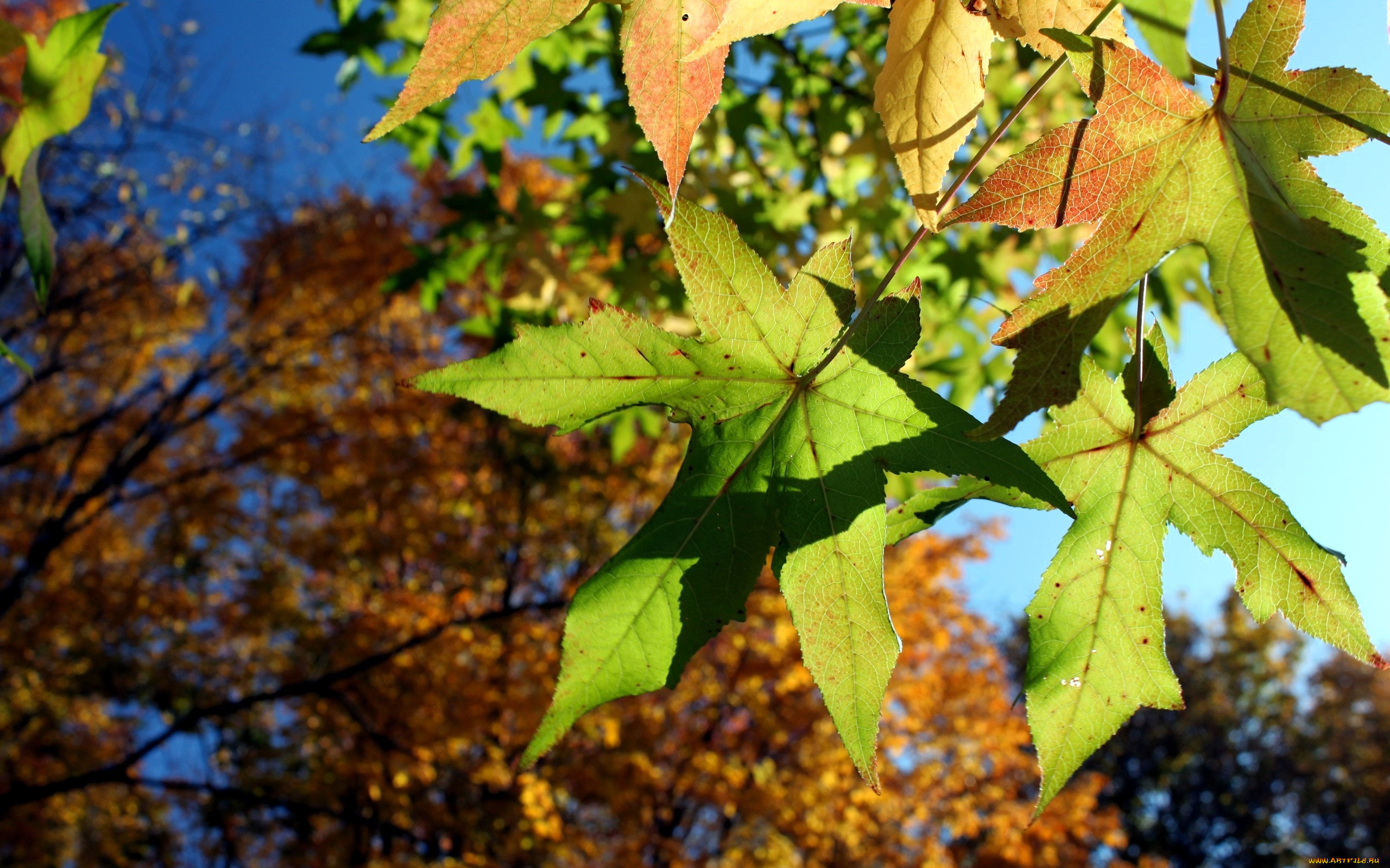 природа, листья, деревья, ветки, осень