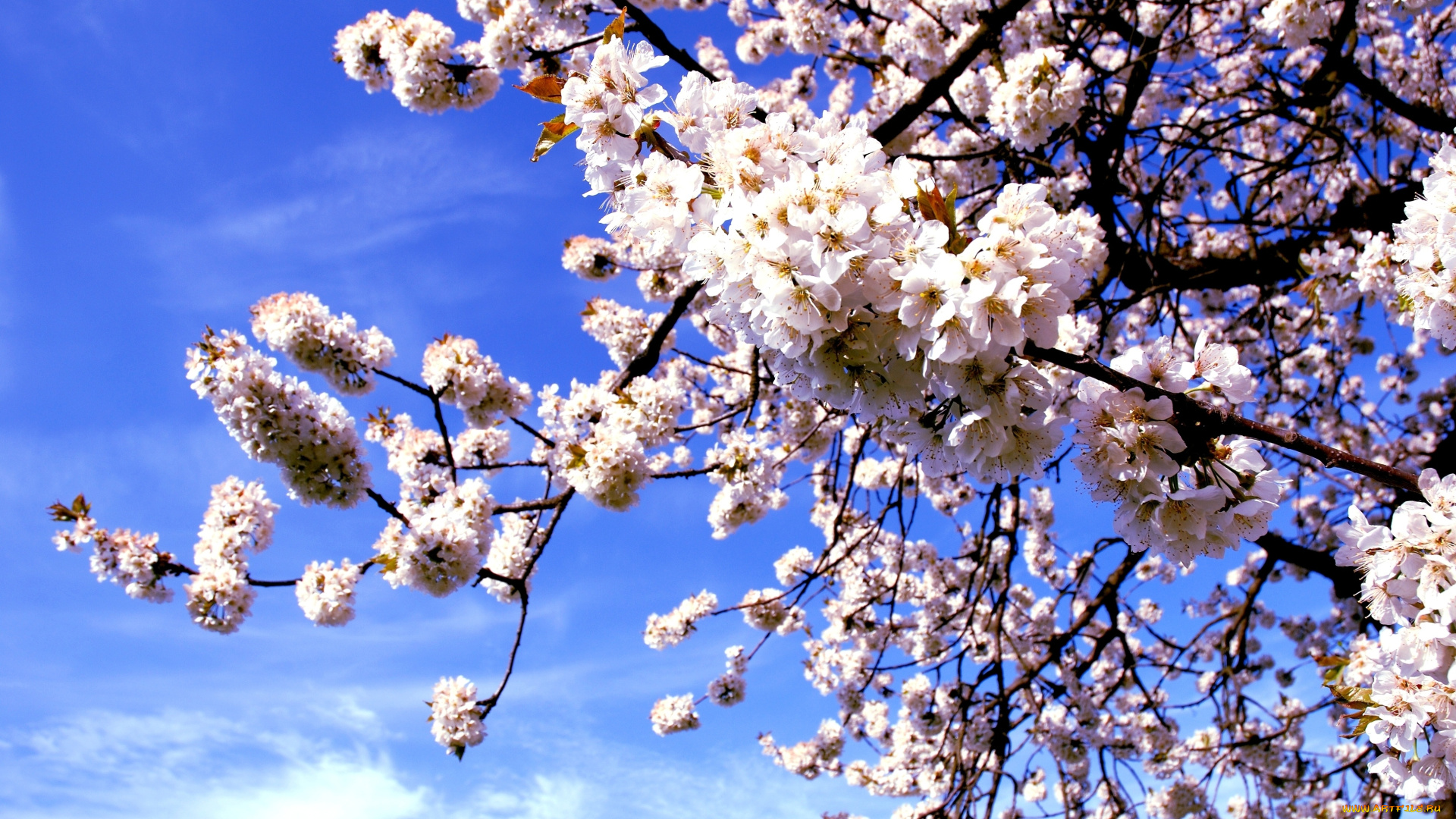 цветы, сакура, , вишня, цветение, ветка, вишня, весна, макро, природа, дерево