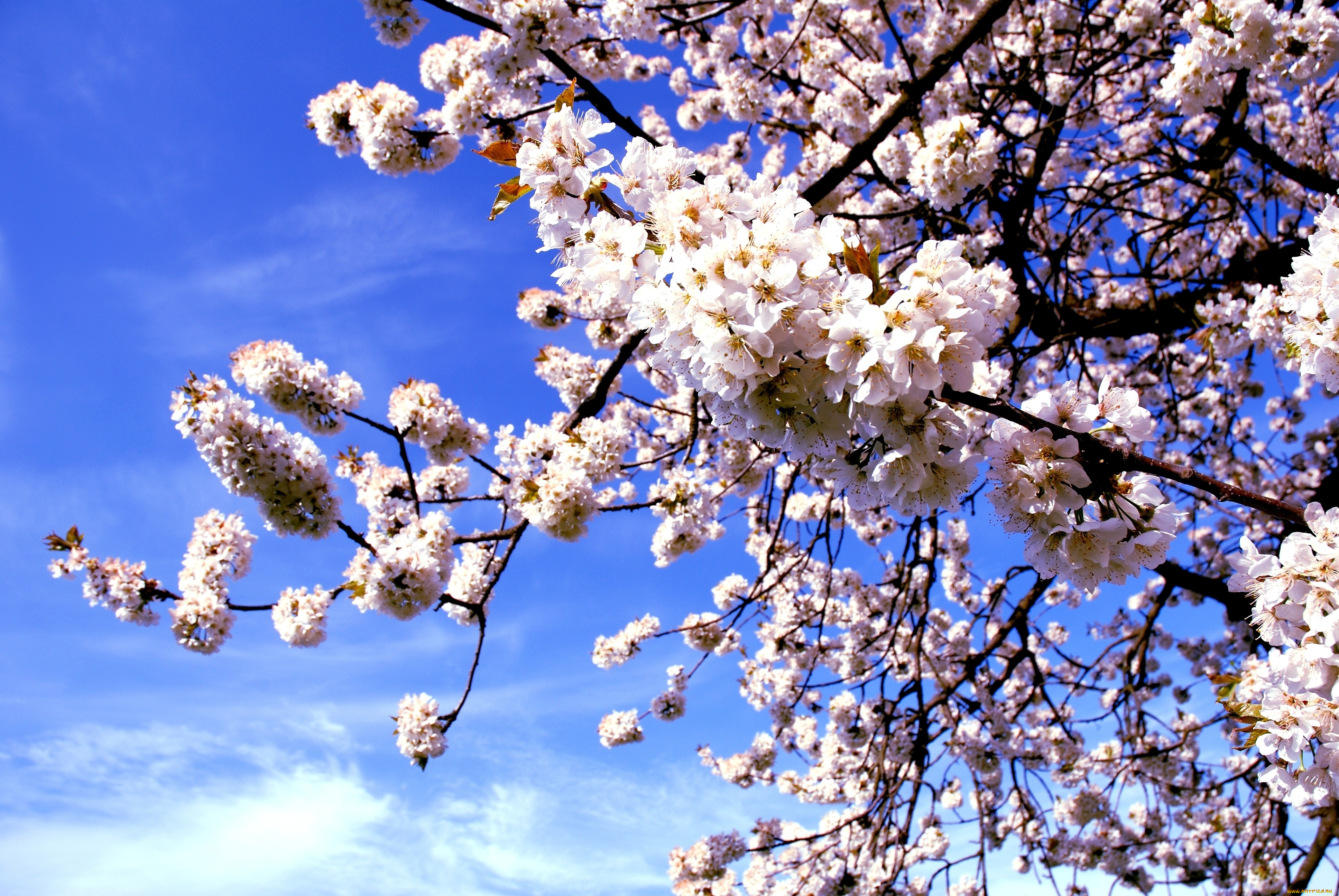 цветы, сакура, , вишня, цветение, ветка, вишня, весна, макро, природа, дерево