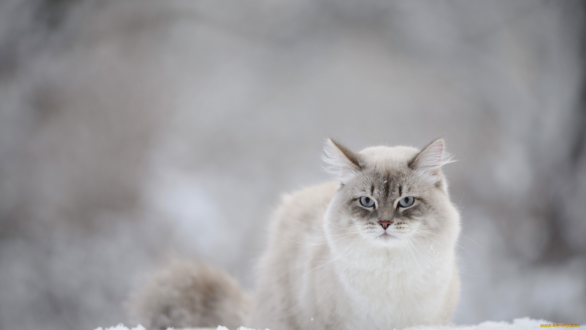 животные, коты, снег, взгляд, кошка