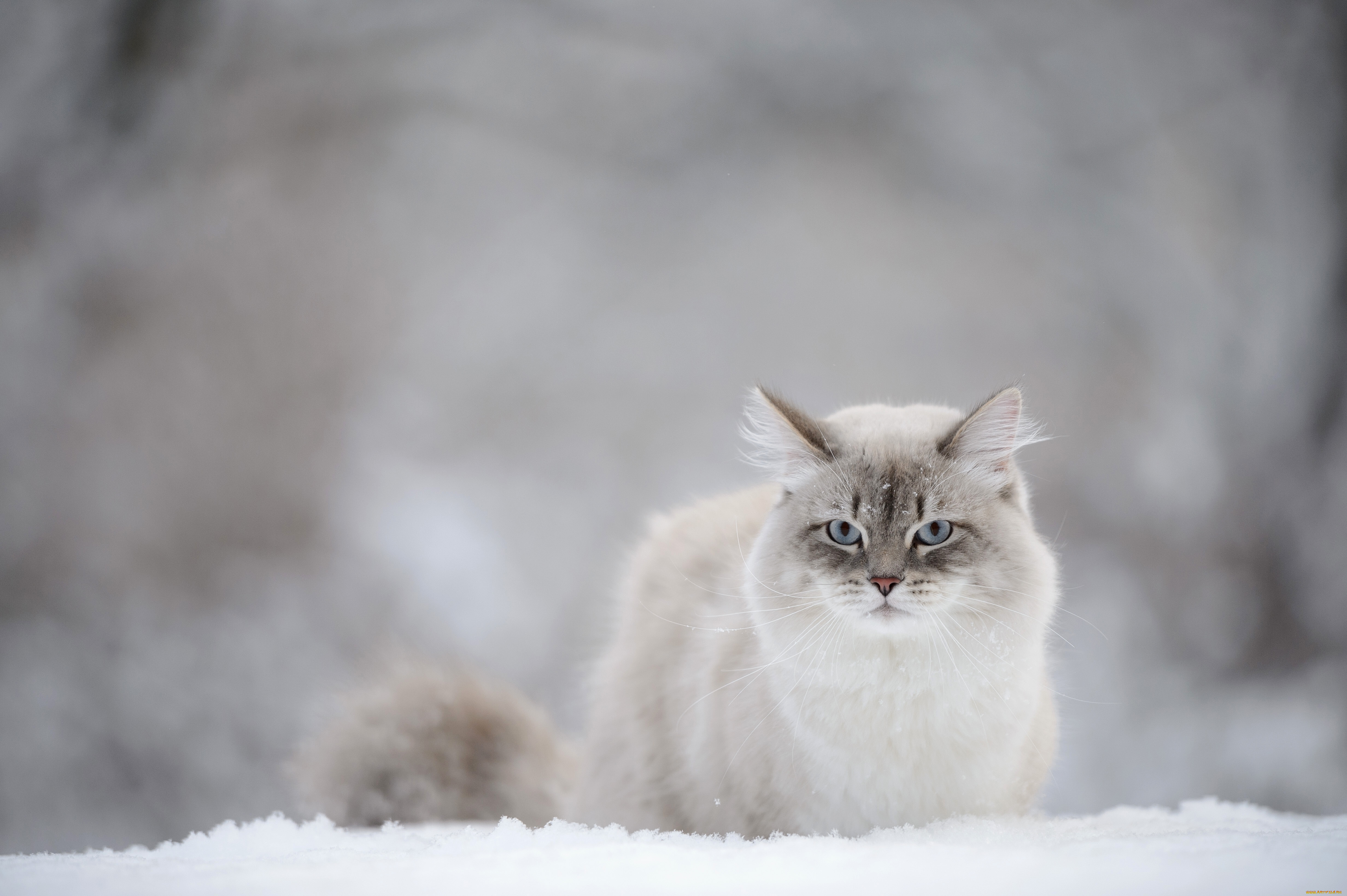 животные, коты, снег, взгляд, кошка
