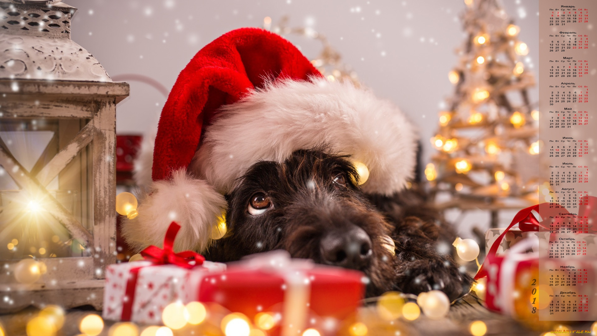 календари, животные, 2018, взгляд, собака, шапка, подарки, елка, фонарь