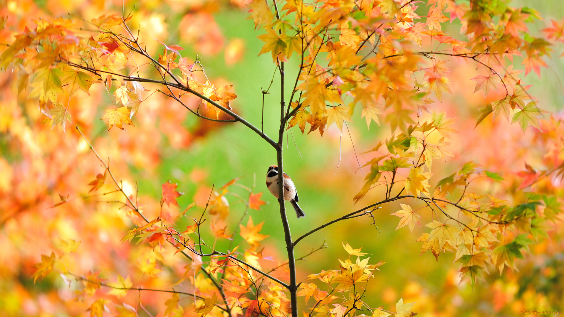животные, птицы, воробей, дерево, осень, листья