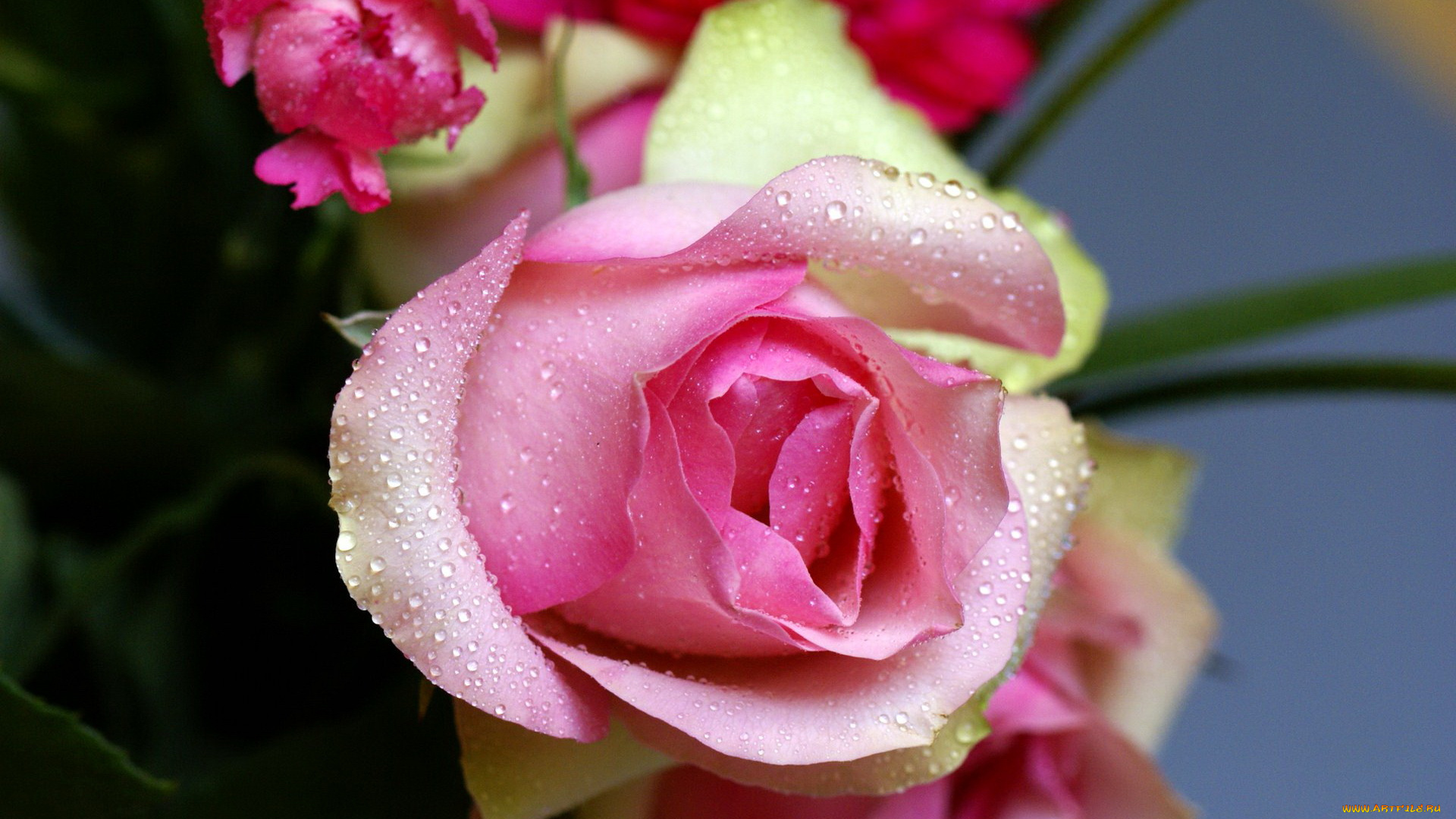 цветы, розы, бутон, нежность, розовый, капли