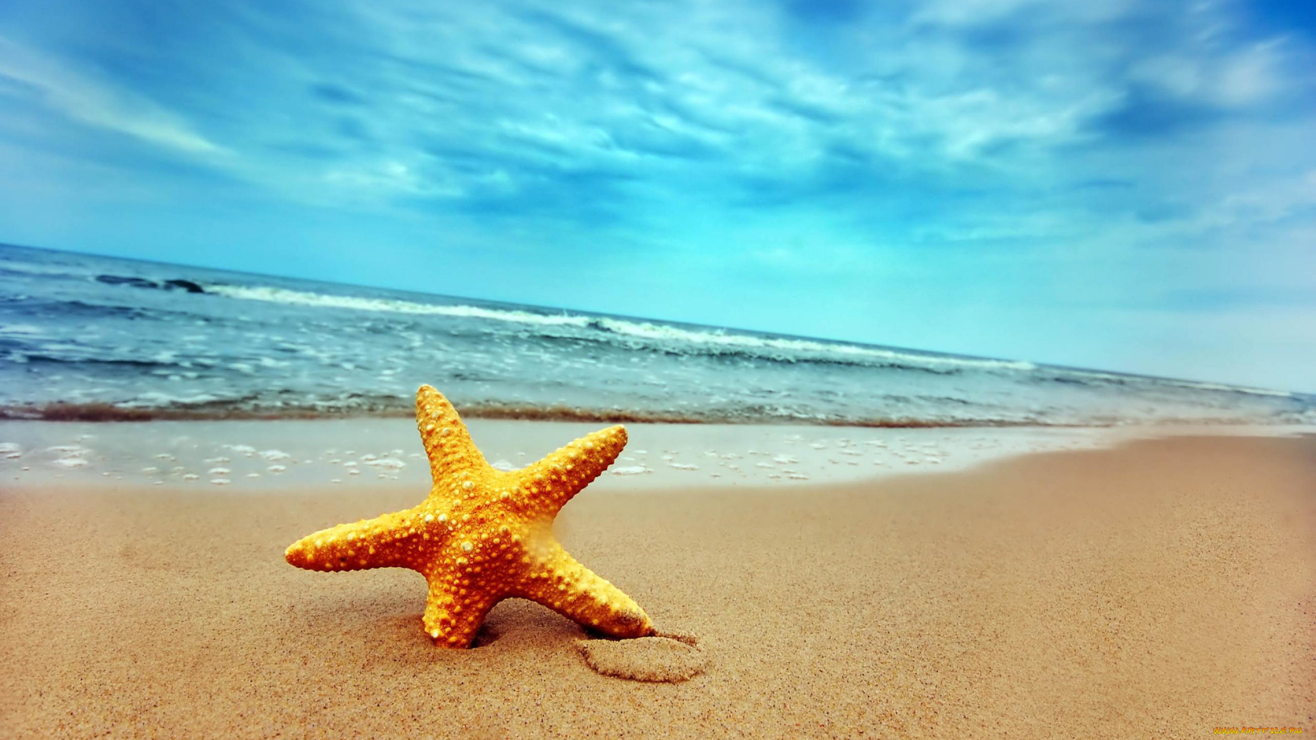 морская, звезда, на, песке, животные, морские, звёзды, песок, море, берег