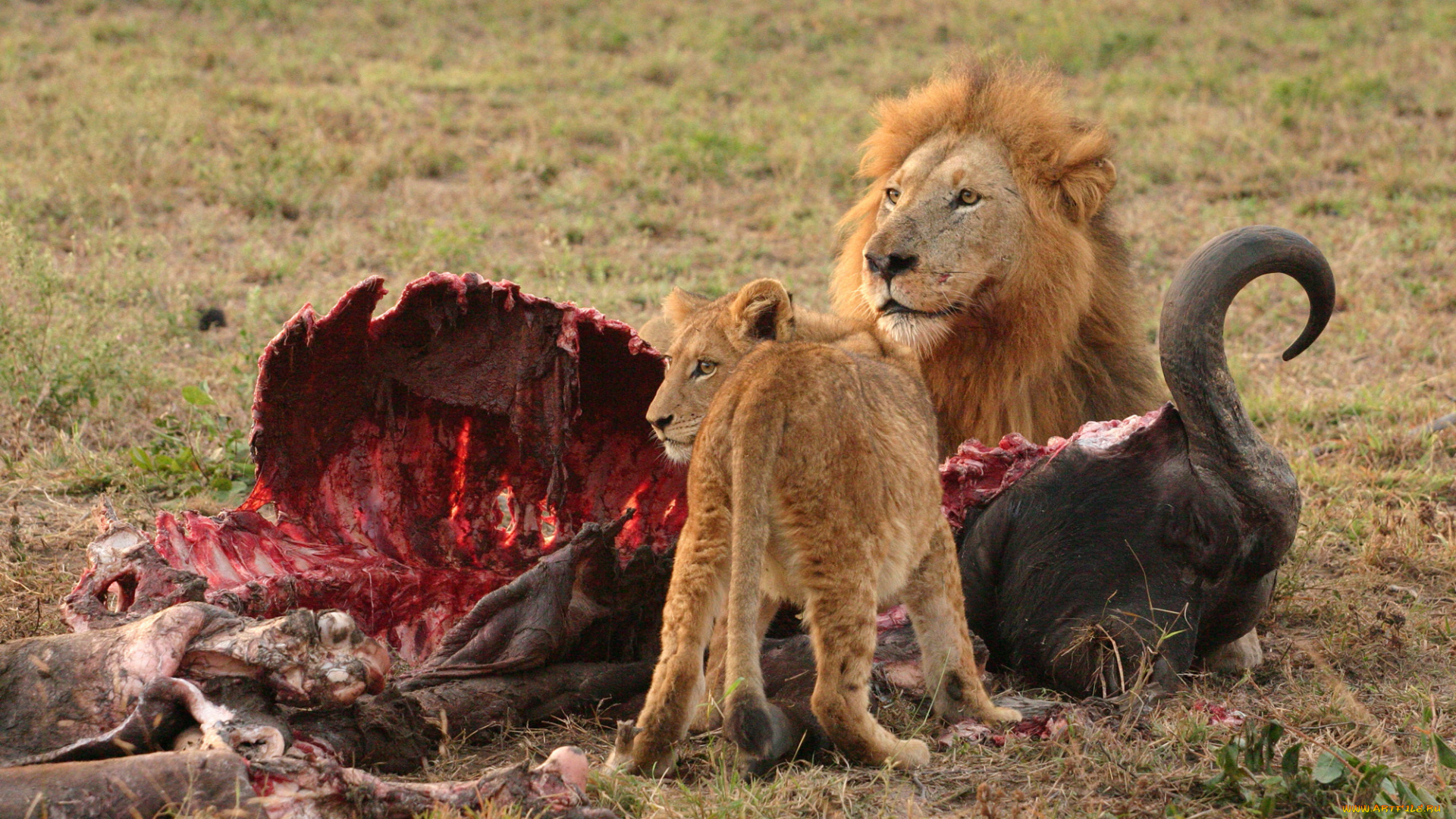 животные, львы, добыча, lion, africa