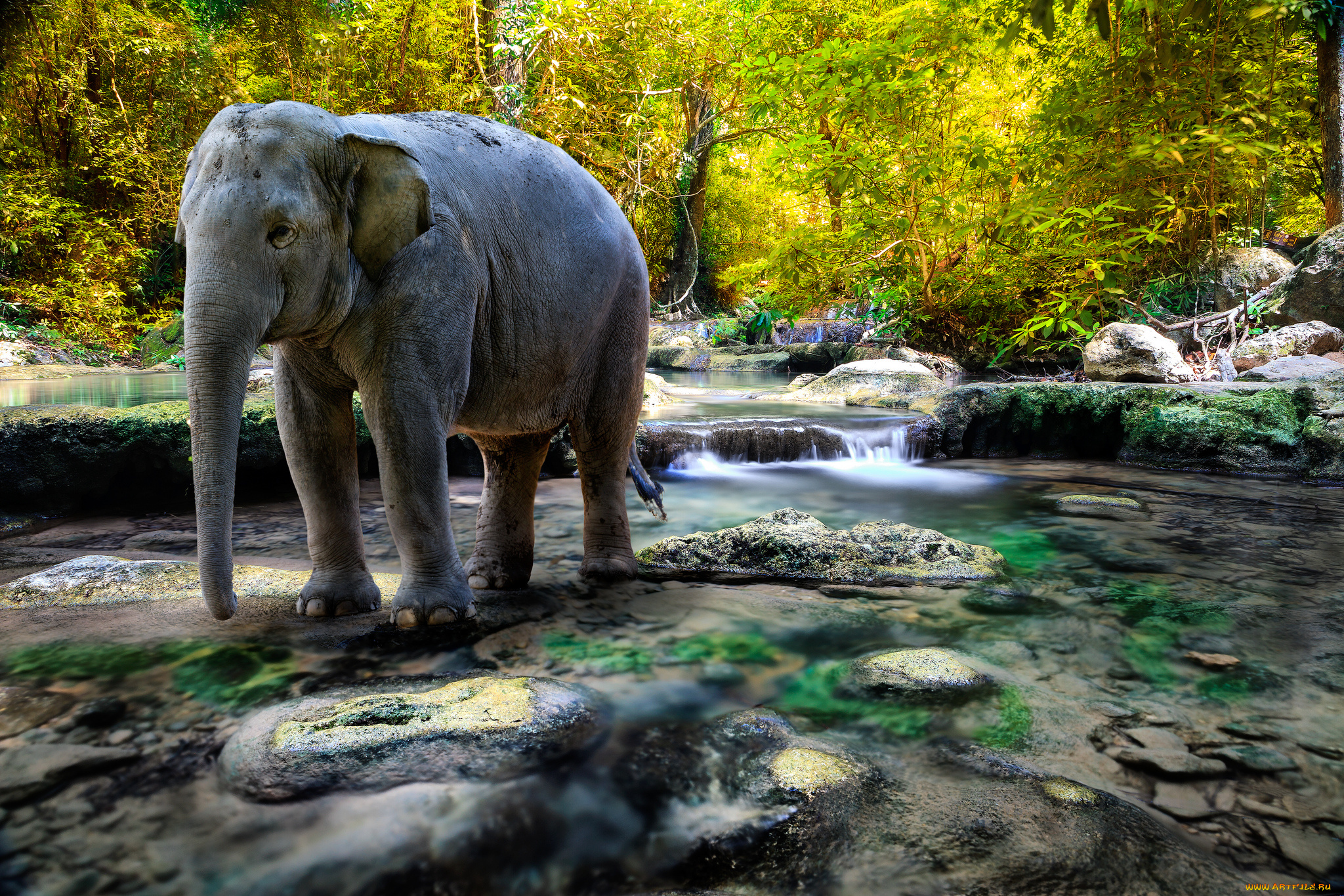 животные, слоны, thailand, таиланд, река, лес